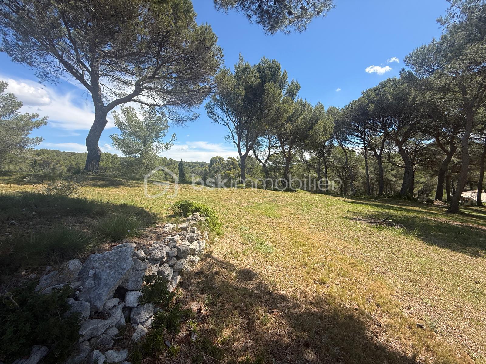 jardin.jpeg