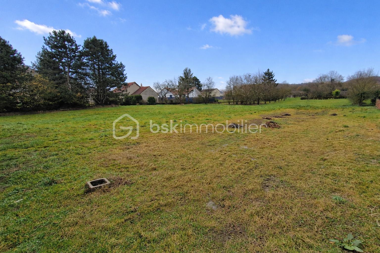 Champ de verdure sous un ciel bleu.png