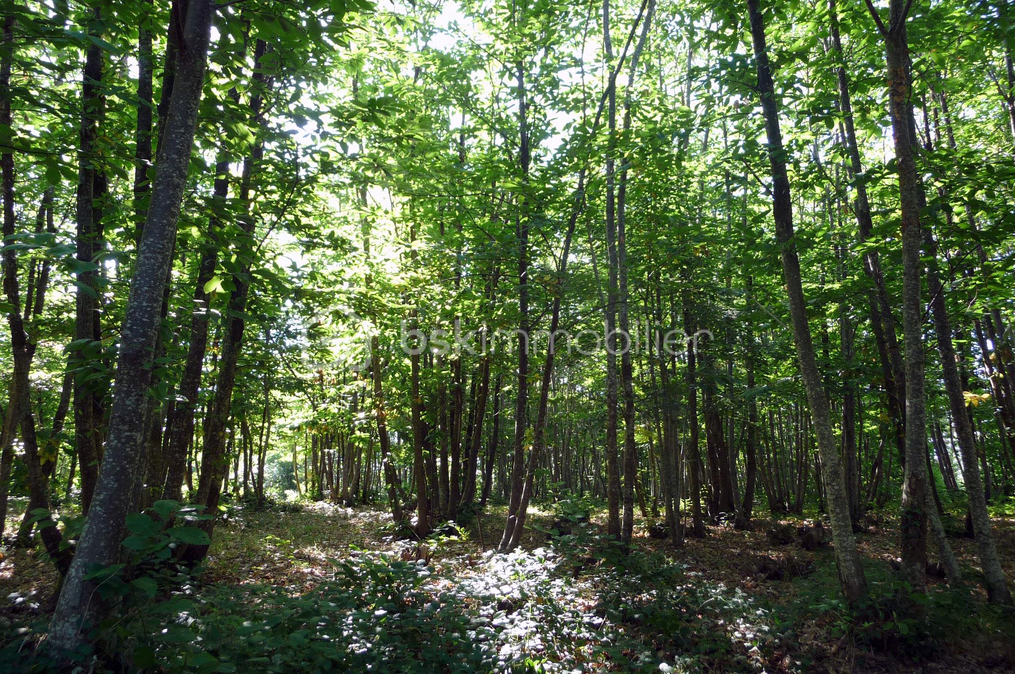 Terrain de 27 870 m²