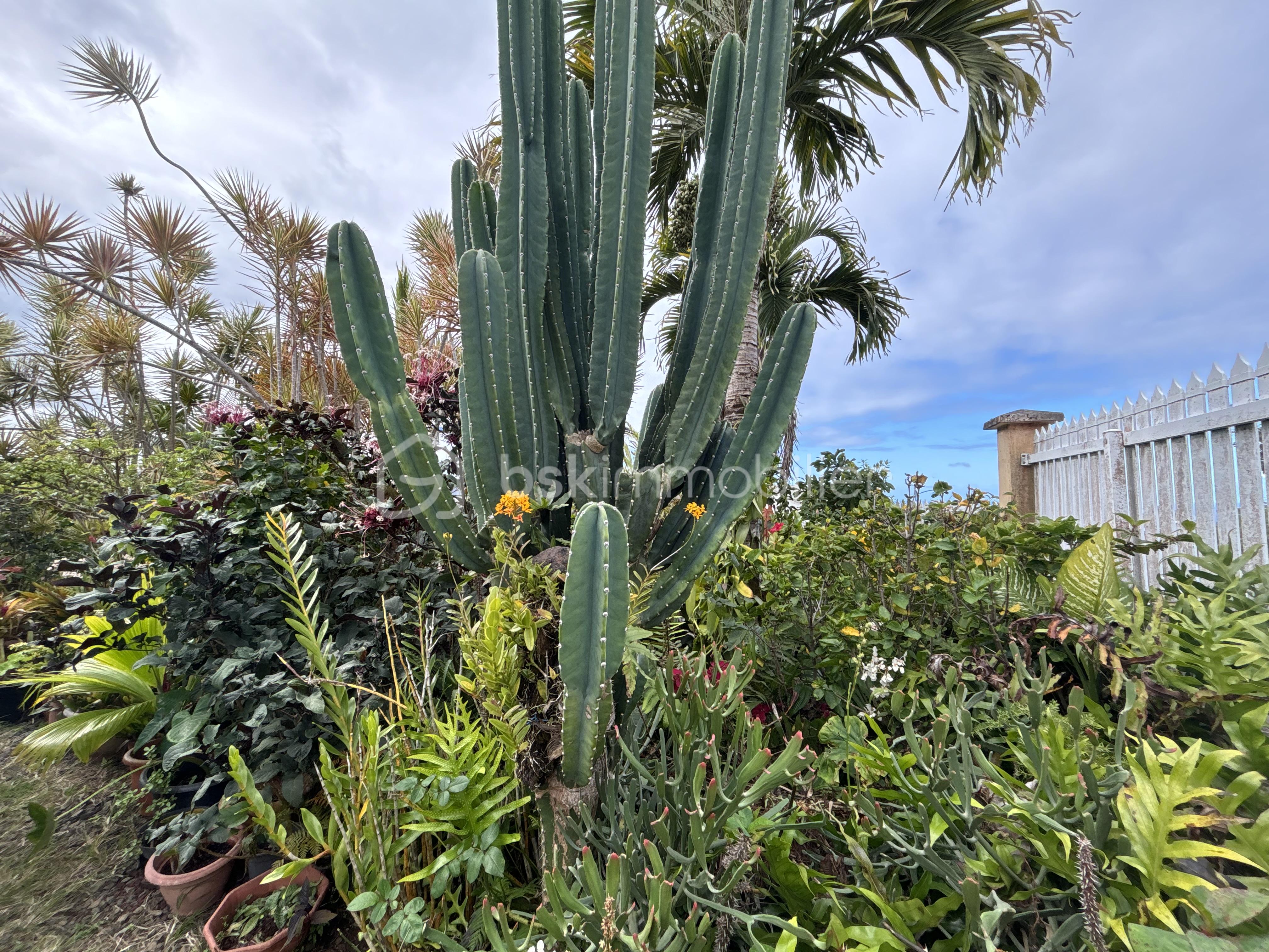 jardin.JPG