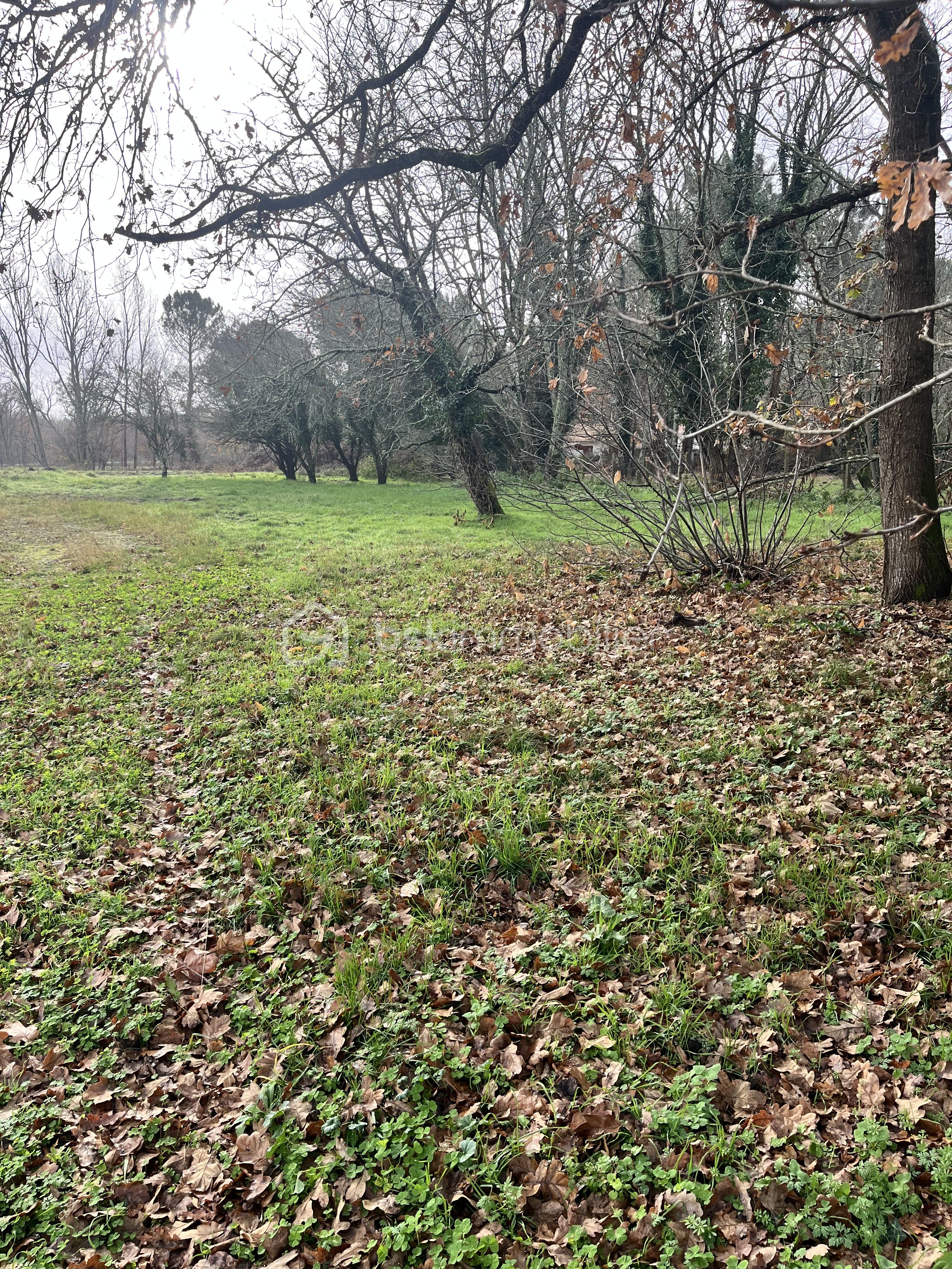 Terrain de 2 338 m² - IMG_5880.jpeg