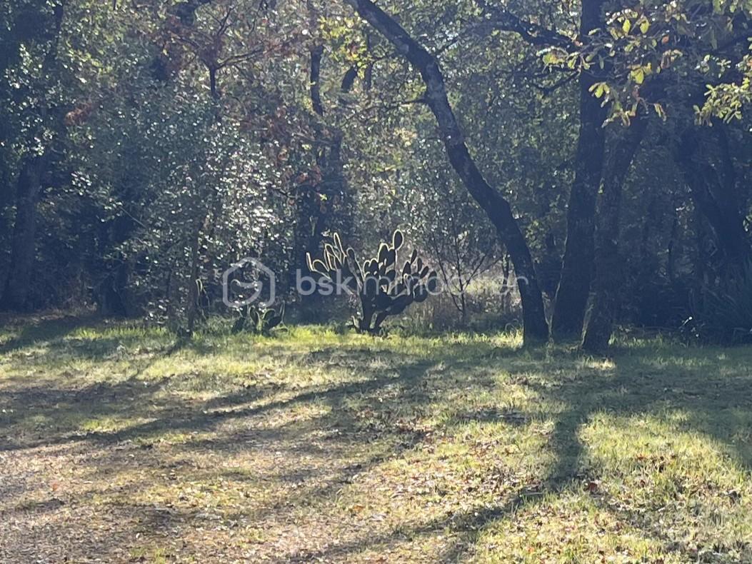 Maison de 189 m² - cactus.JPEG