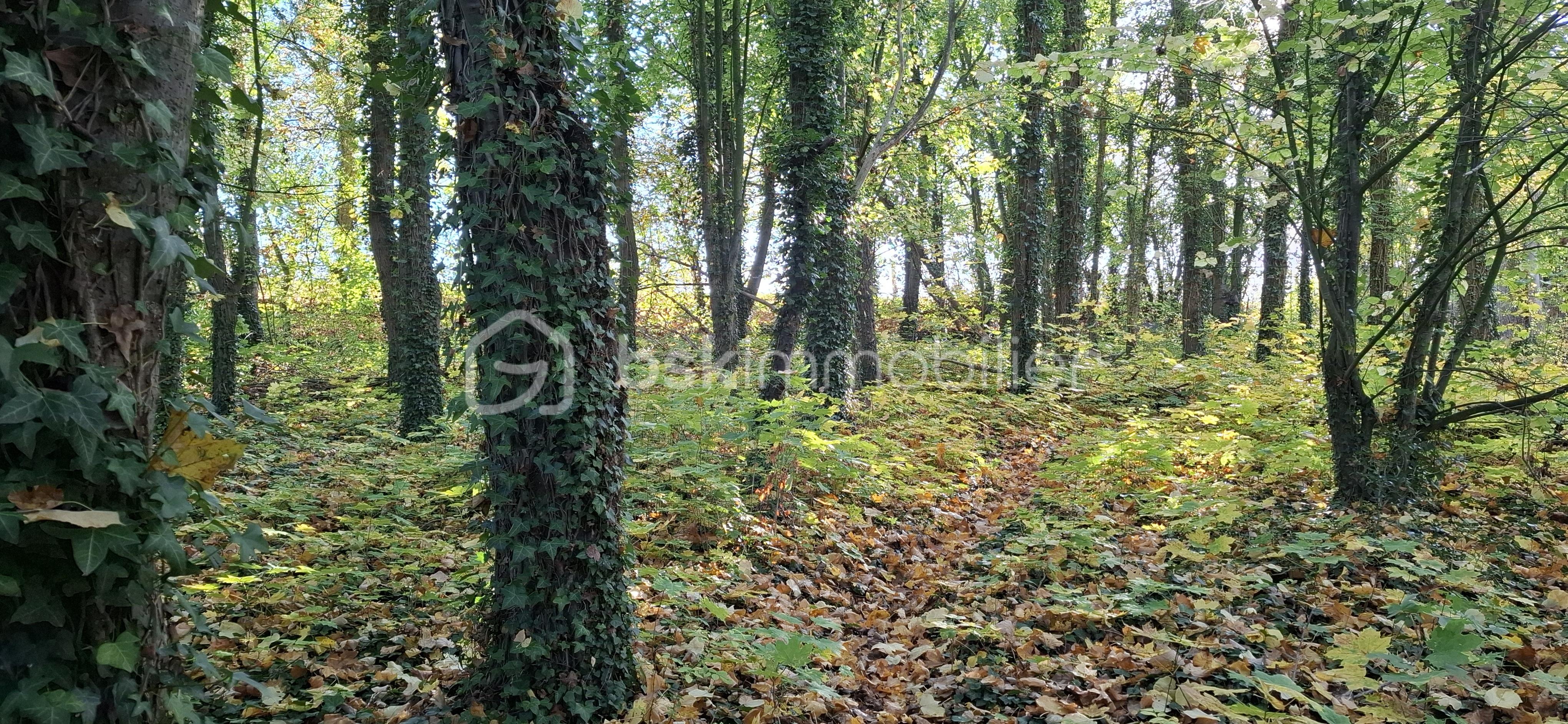 Maison traditionnelle de 209 m² - Bois.jpg