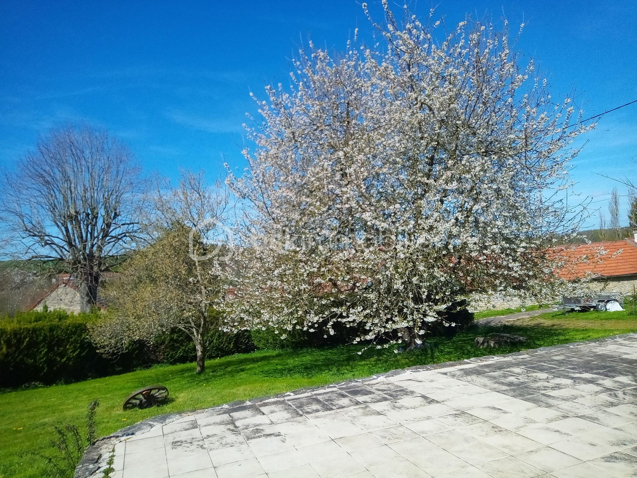 Cerisier en fleur 2.jpg