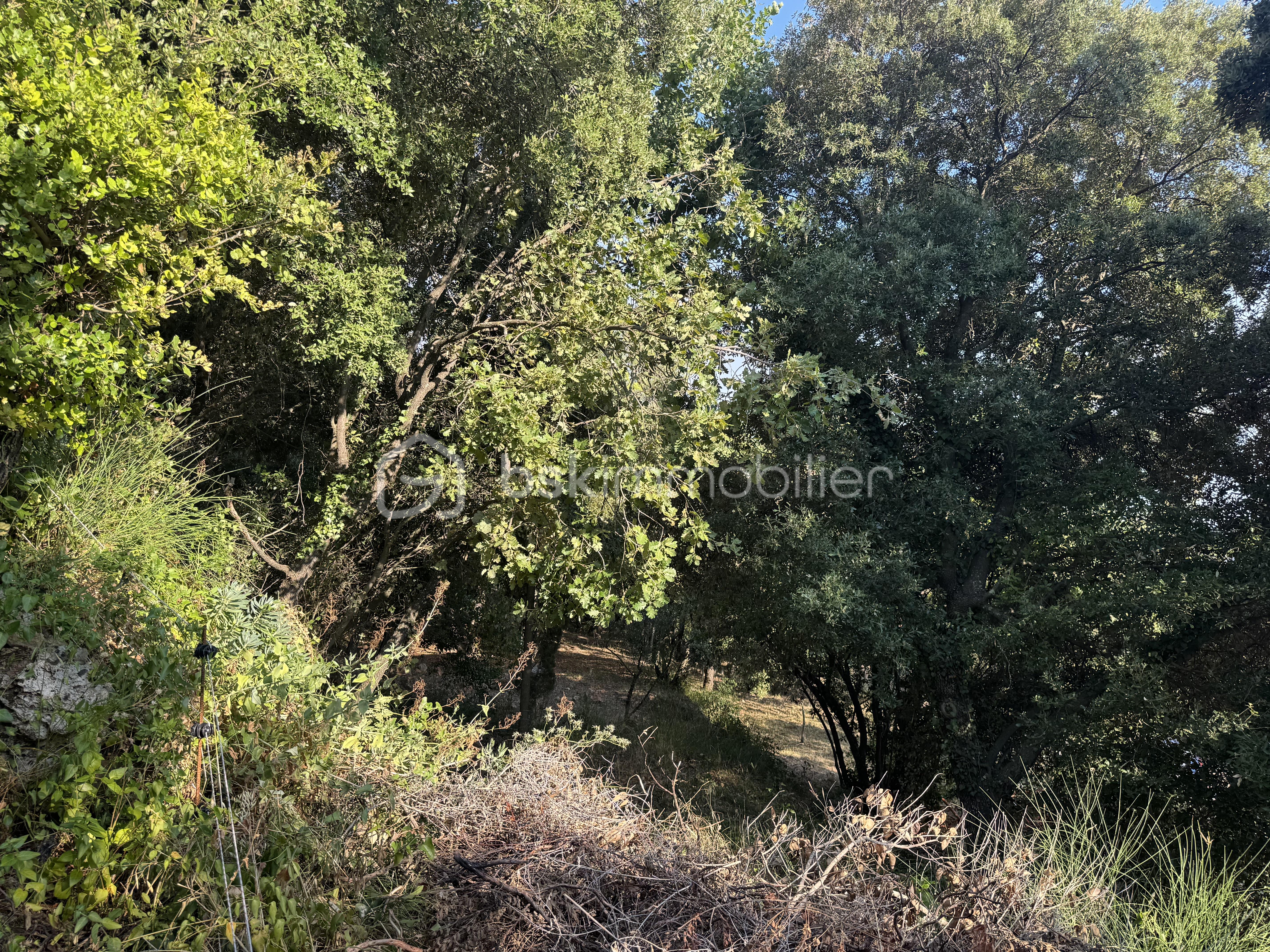 IMG_6594.jpeg