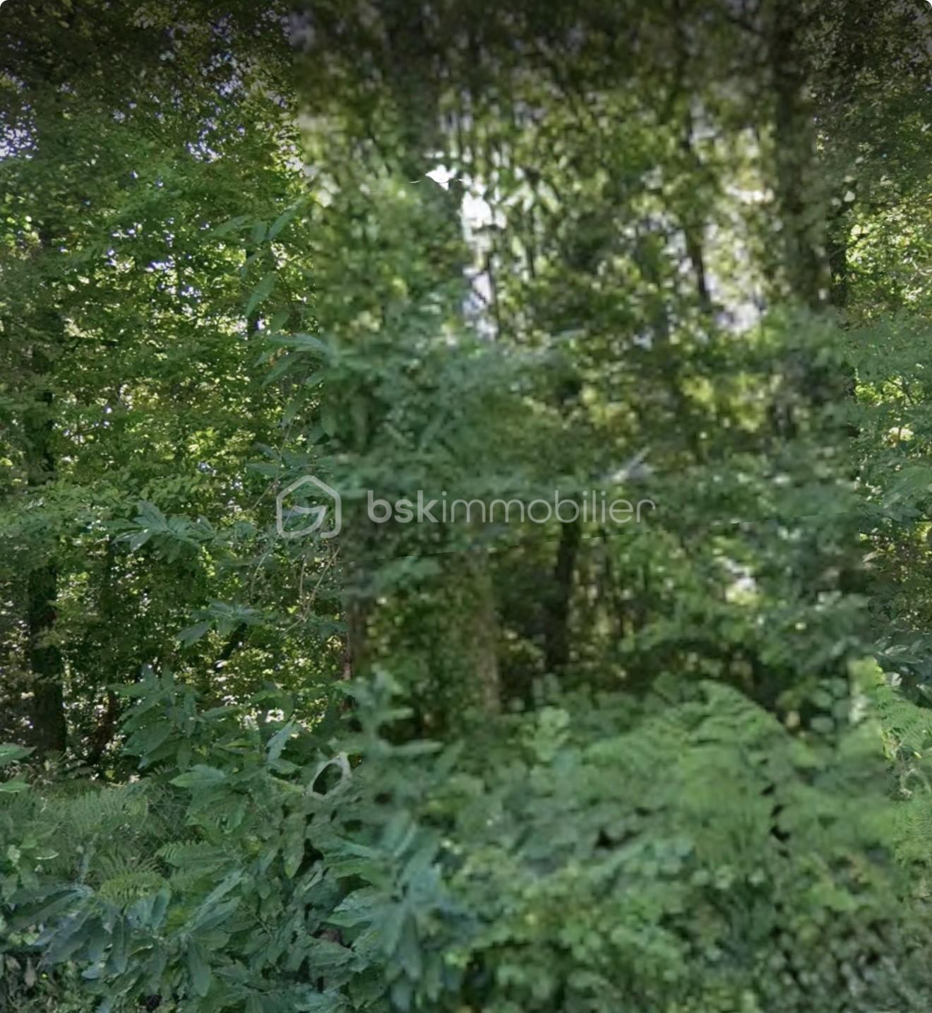 Terrain de 4 033 m² - thumbnail_IMG_1545.jpg