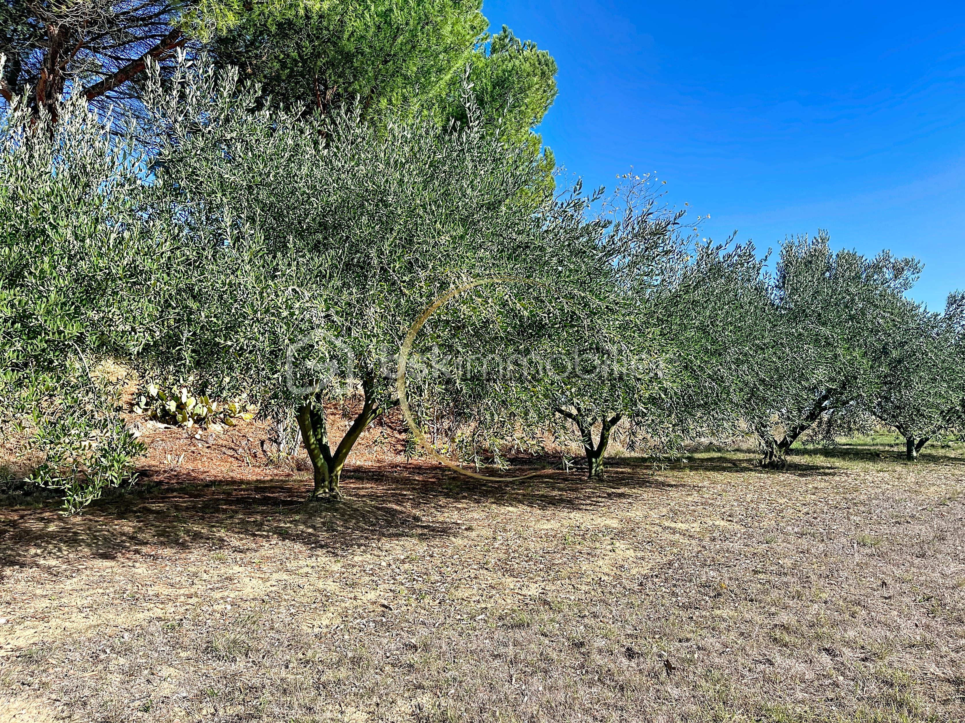 Domaine de 120 m² - oliviers.jpg