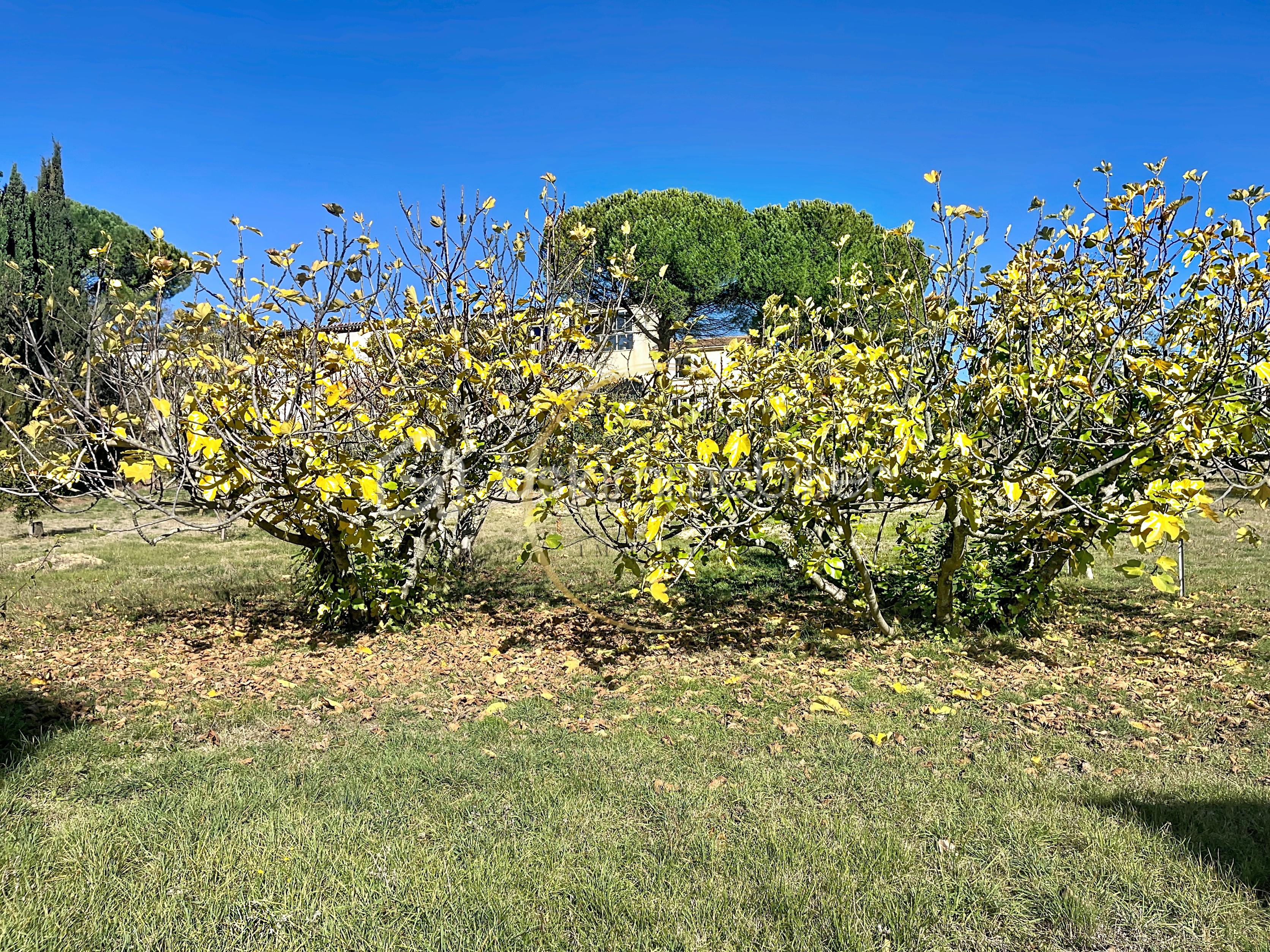 Domaine de 120 m² - figuiers.jpg