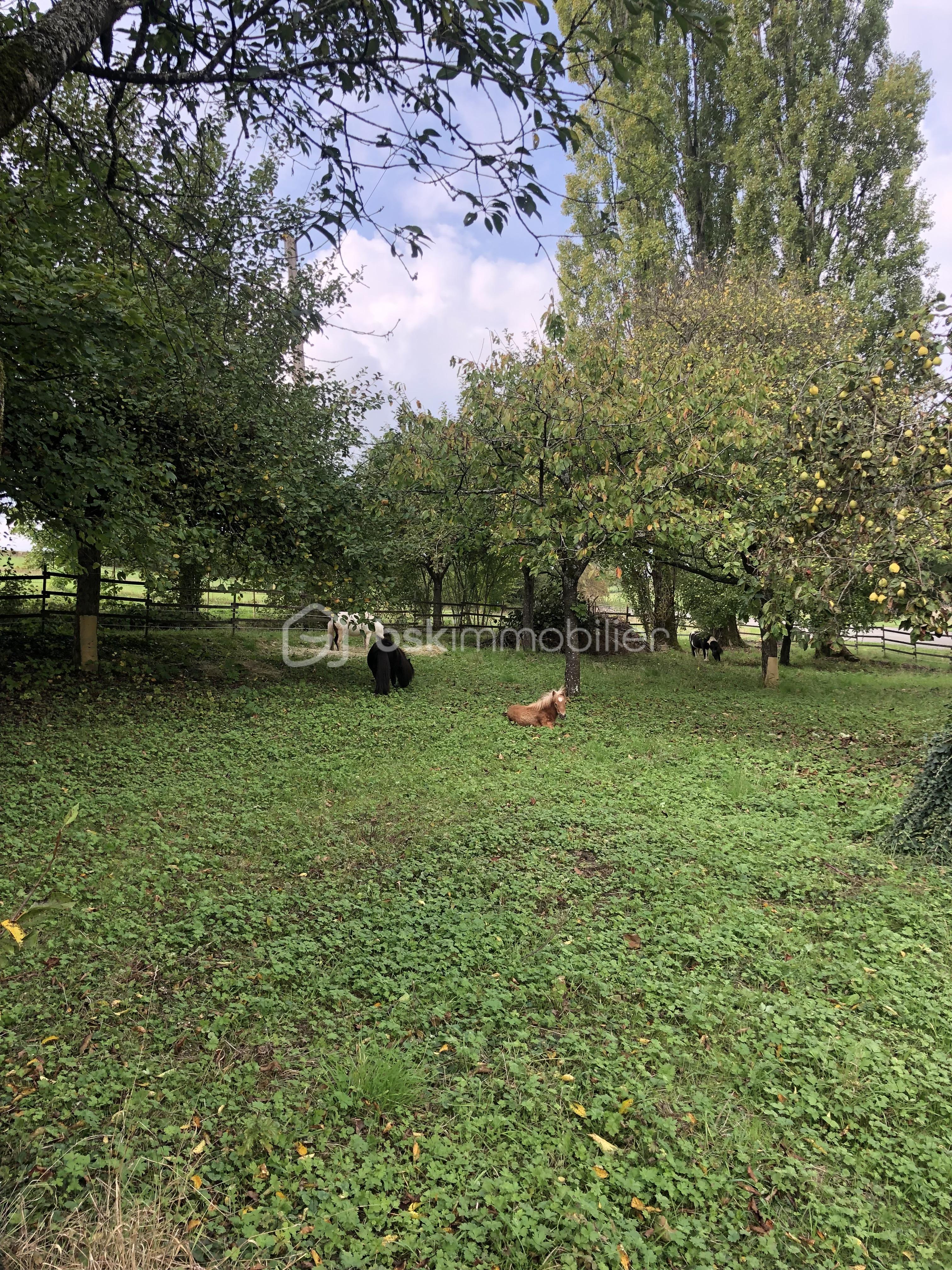 Grange de 280 m² - 78092431873__48335CE3-C609-4327-8A9B-F9A0492AE00B.jpeg