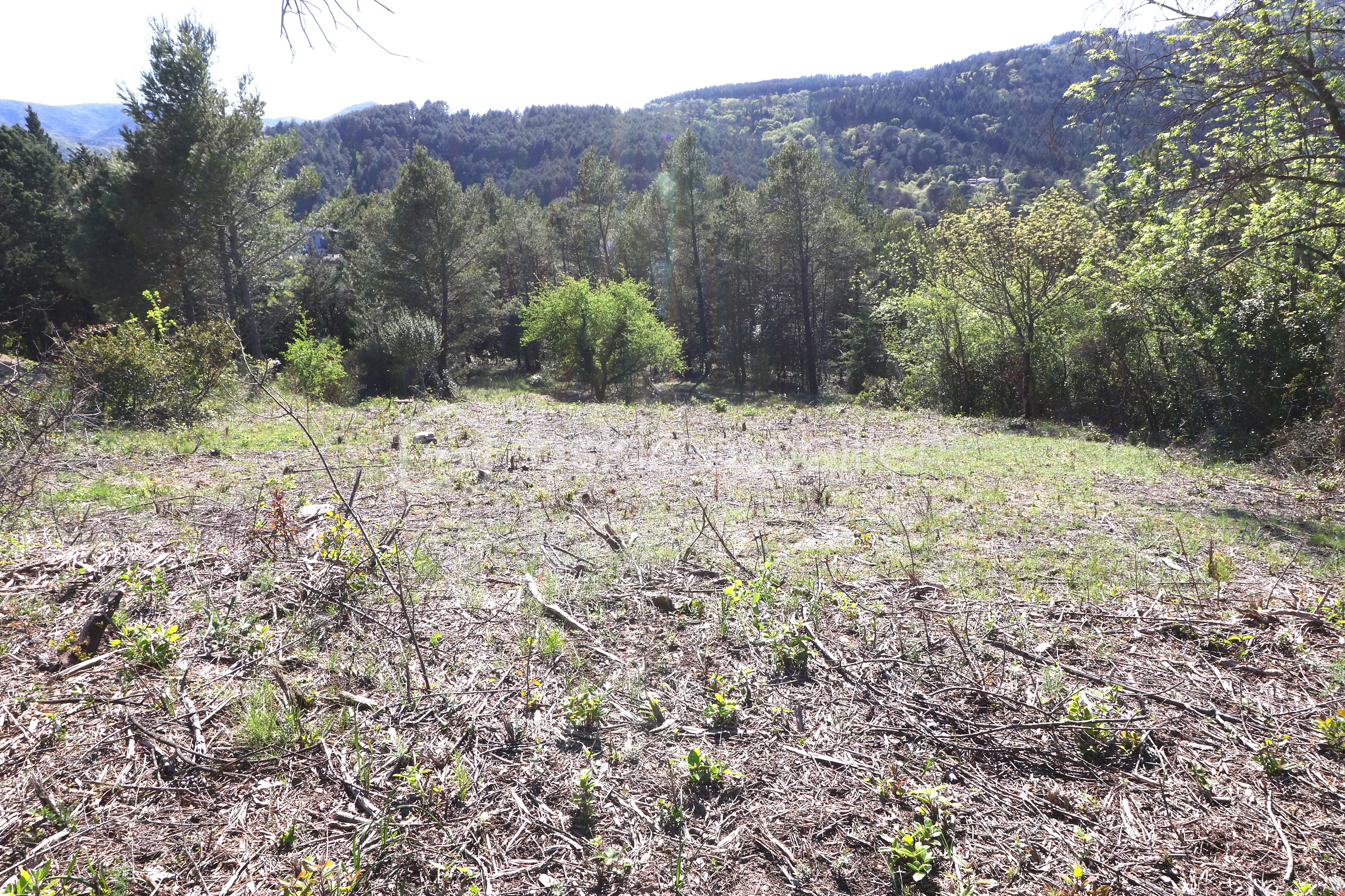 Terrain de 2 920 m² - IMG_2215.JPG