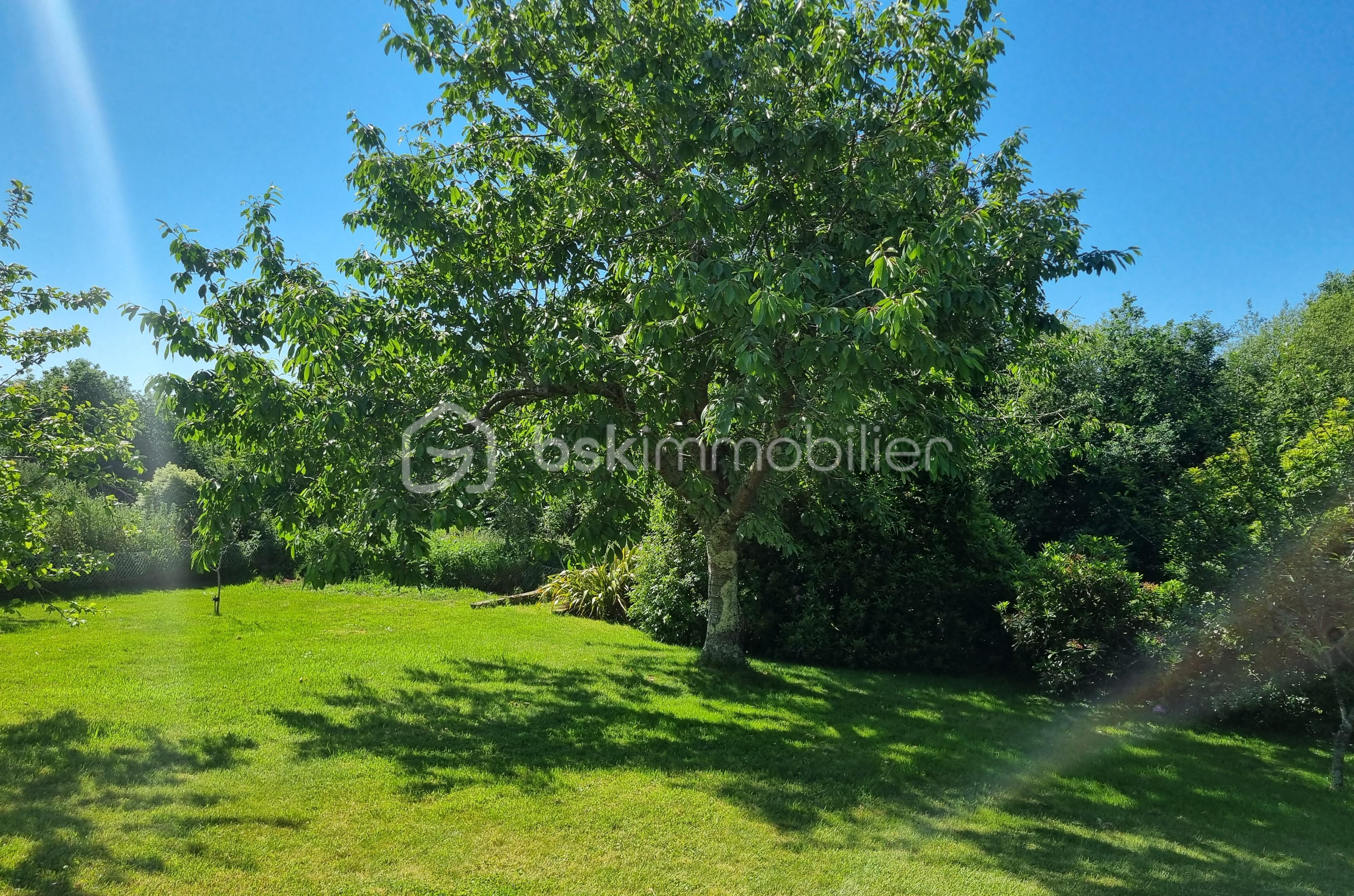 Jardin Arbre.jpg