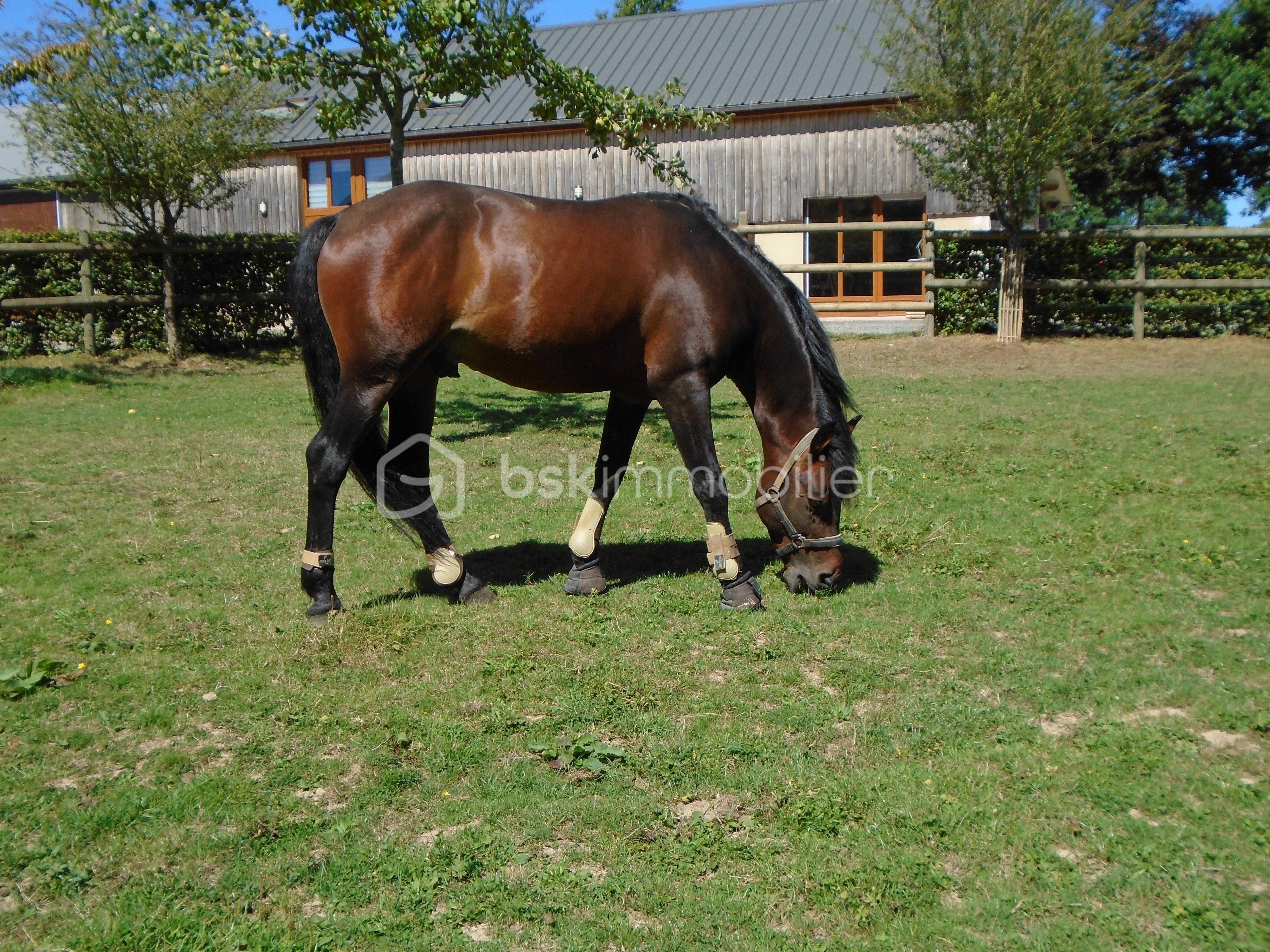 Corps de ferme de 188 m² - DSC00156.JPG
