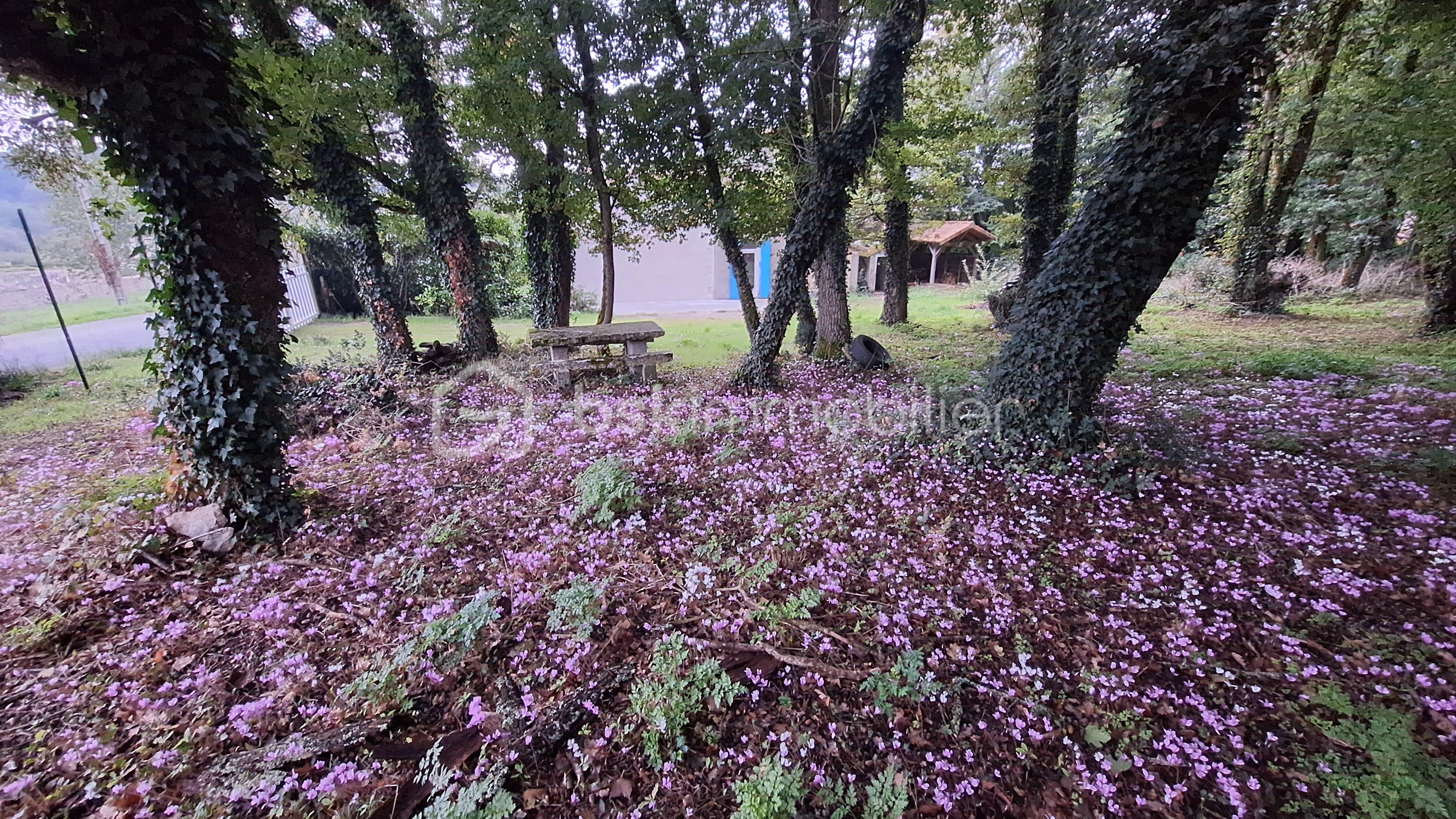 zone boisée cyclamen .jpg