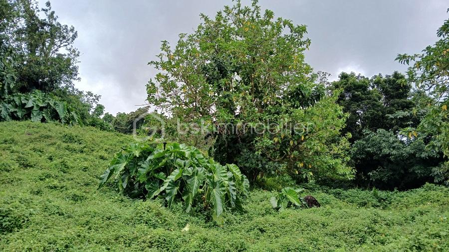 Terrain de 841 m² - 841m² photo 3.jpg