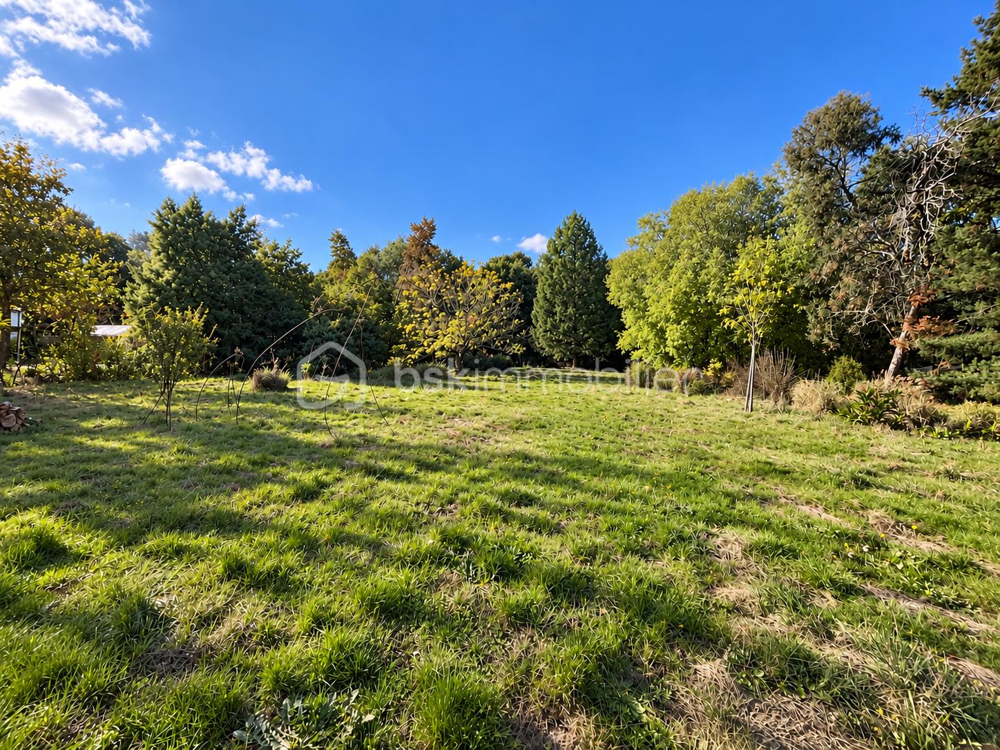Prairie ensoleillée bordée d’arbres - Copie.png