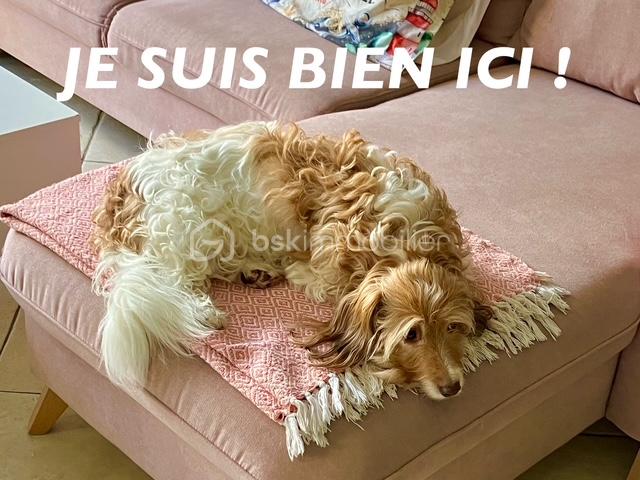 Maison de 100 m² - steph chien.jpg