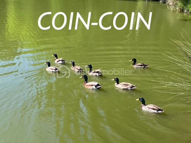 haddouche coin-coin.jpg