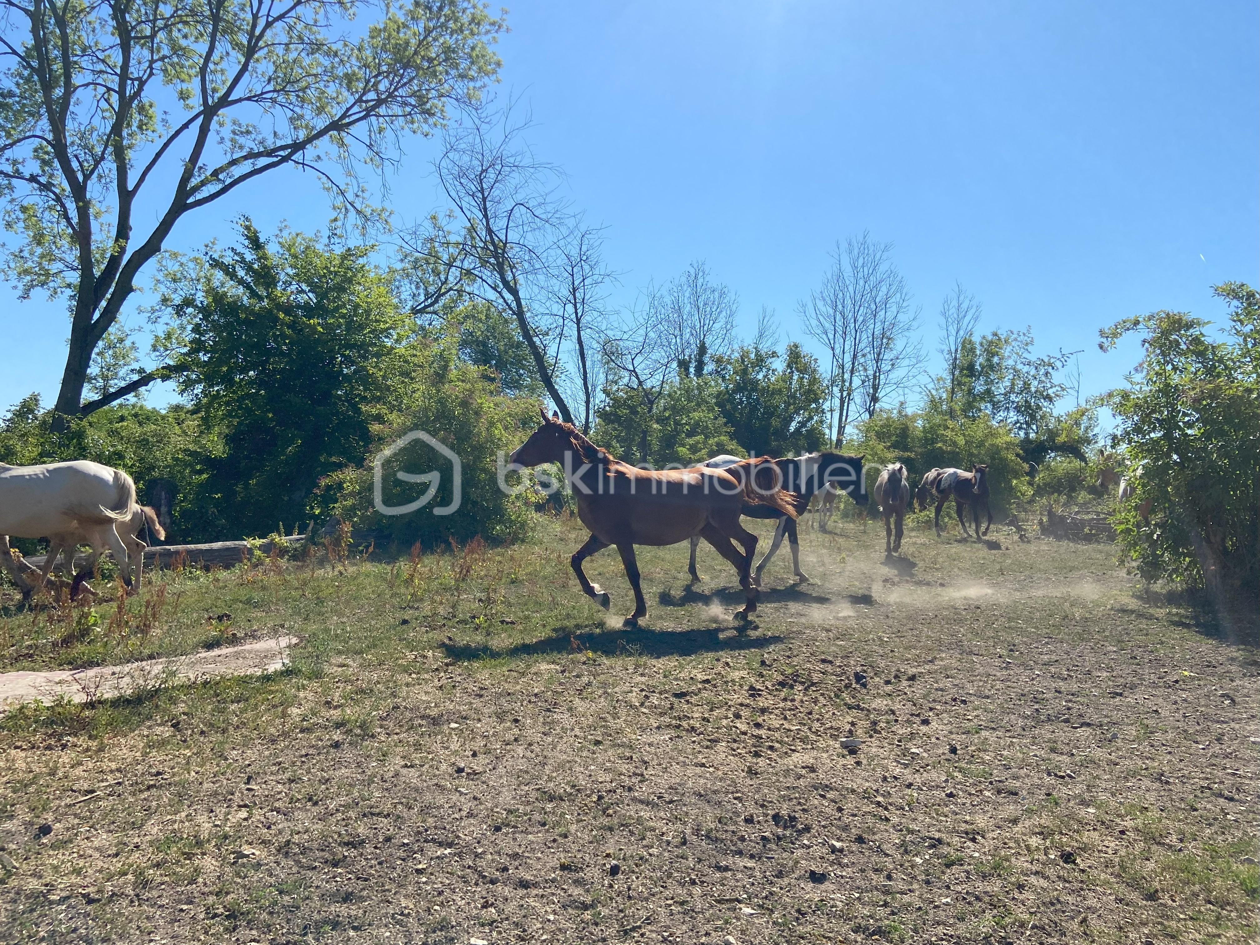 Maison de 180 m² - chevaux.jpeg