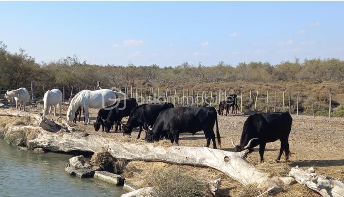Maison de village de 63 m² - Capture d’écran 2026-01-16 à 10.52.30.png