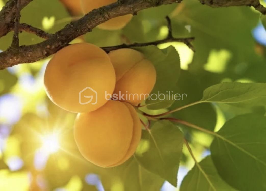 Terrain de 1 000 m² - boulin abricot.jpg