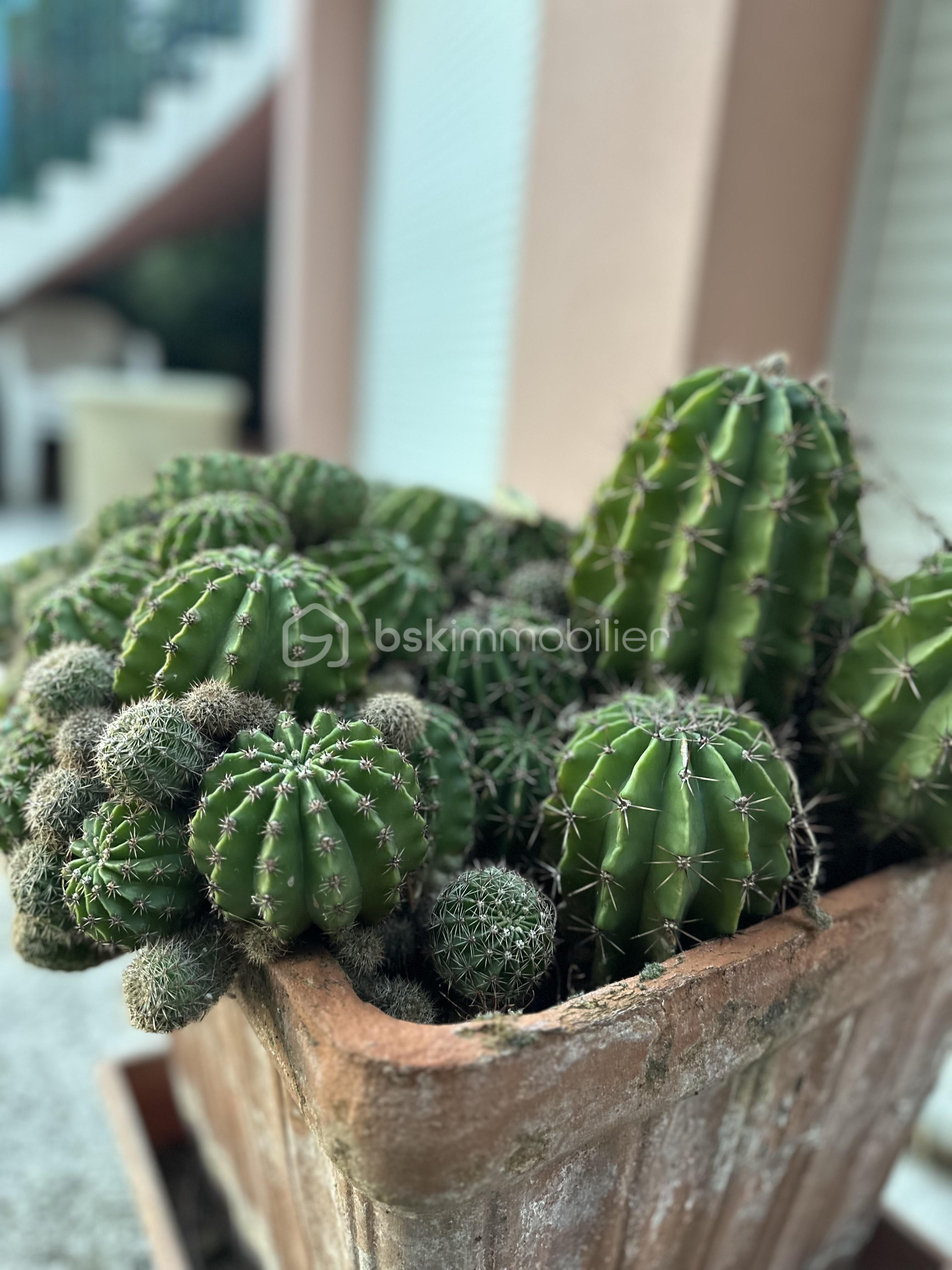 Maison de 72,10 m² - 17_Cactus.jpg