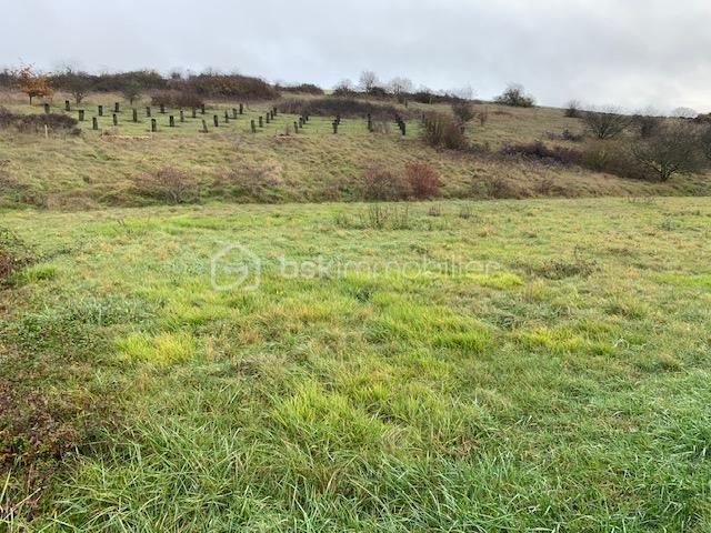 Terrain de 1 784 m² - T1.jpg