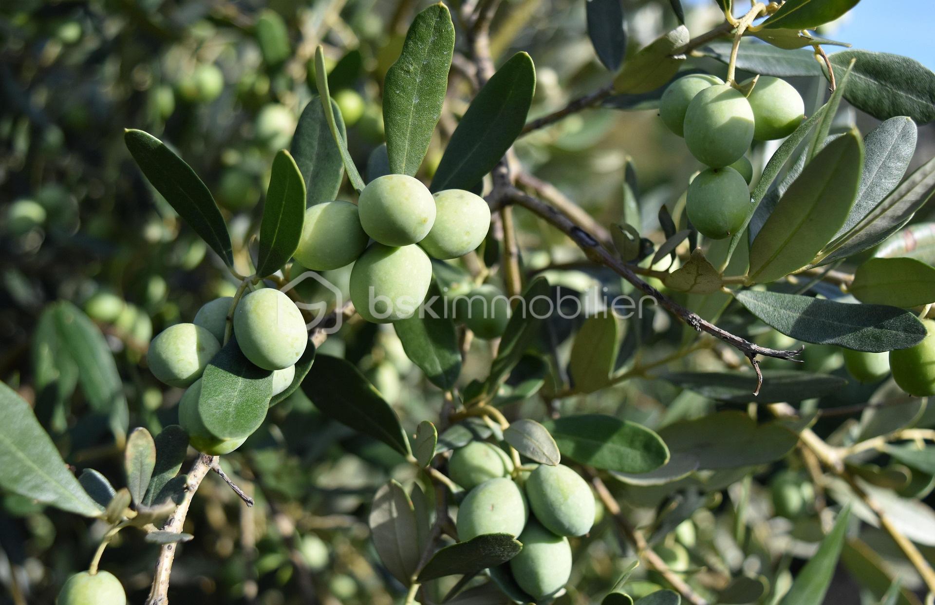 marcocentenaro80-olives-3728376_1920_edited.jpg
