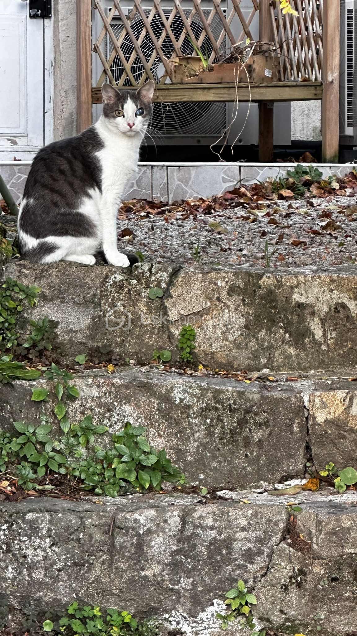 Maison ancienne de 290 m² - 7799037c-1426-41aa-9966-eb84478811a8.jpeg