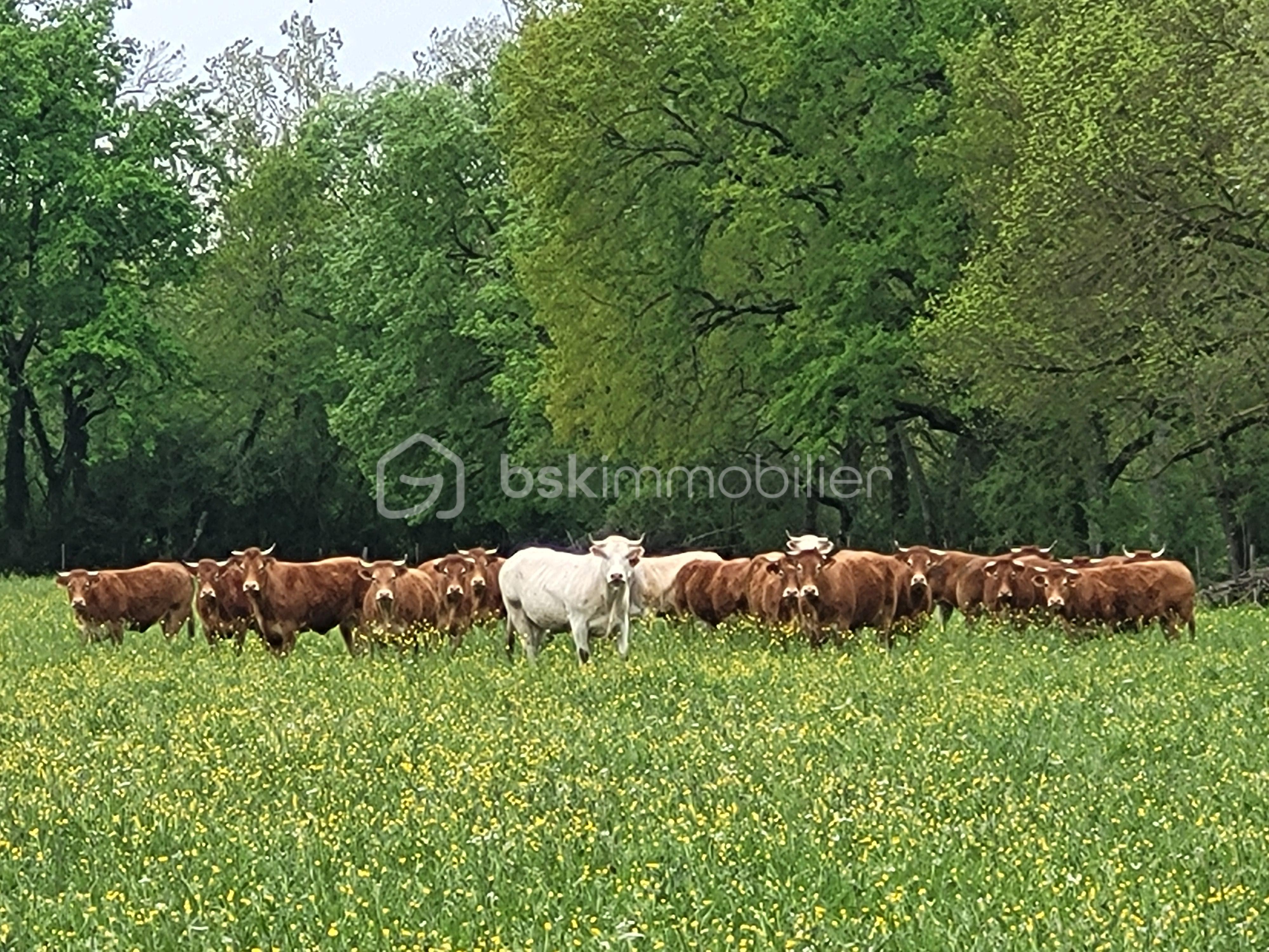 vaches 2.jpg
