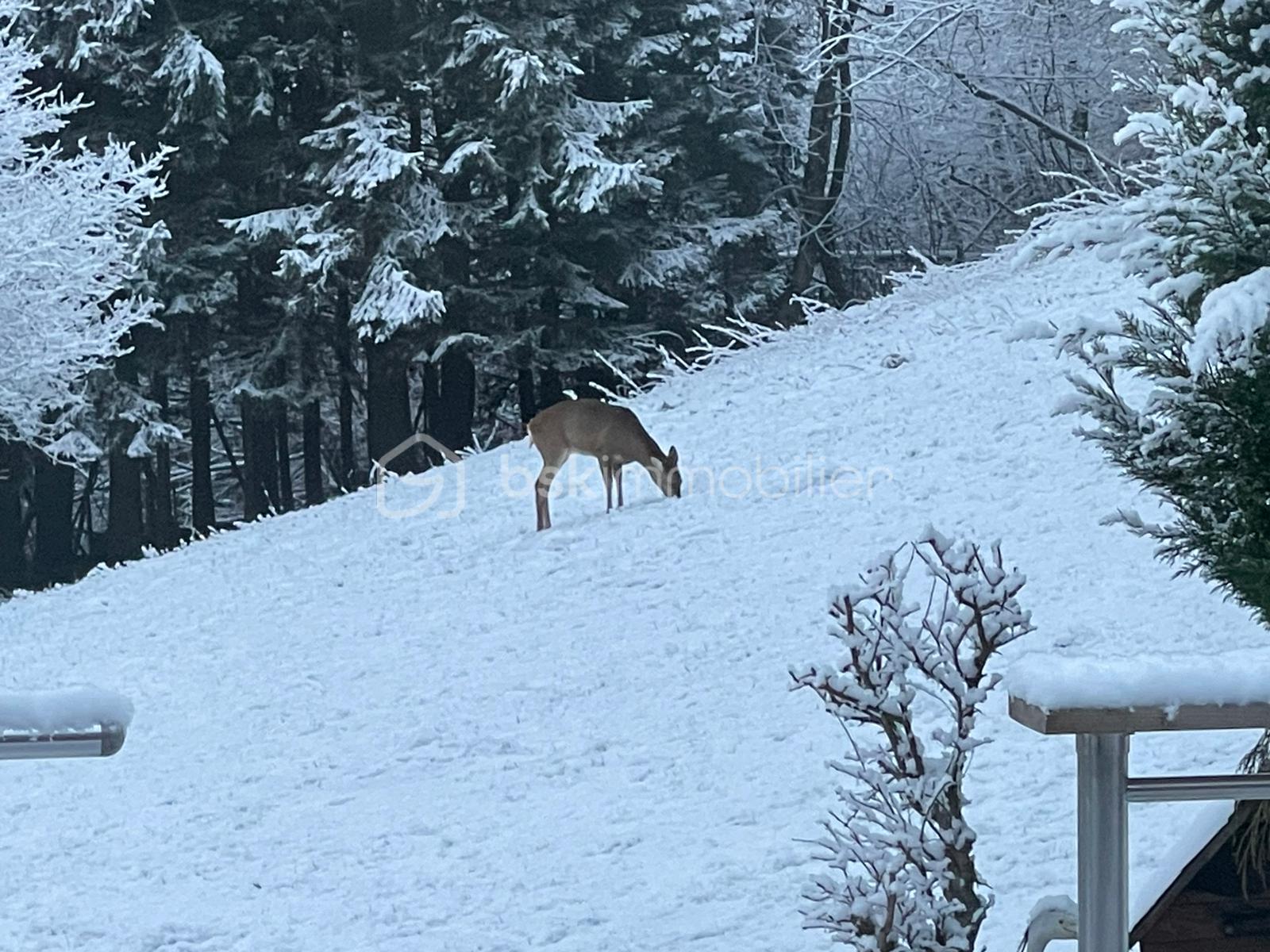 Chalet de 77,24 m² - WhatsApp Image 20261-01-12 at 14.30.29.jpeg