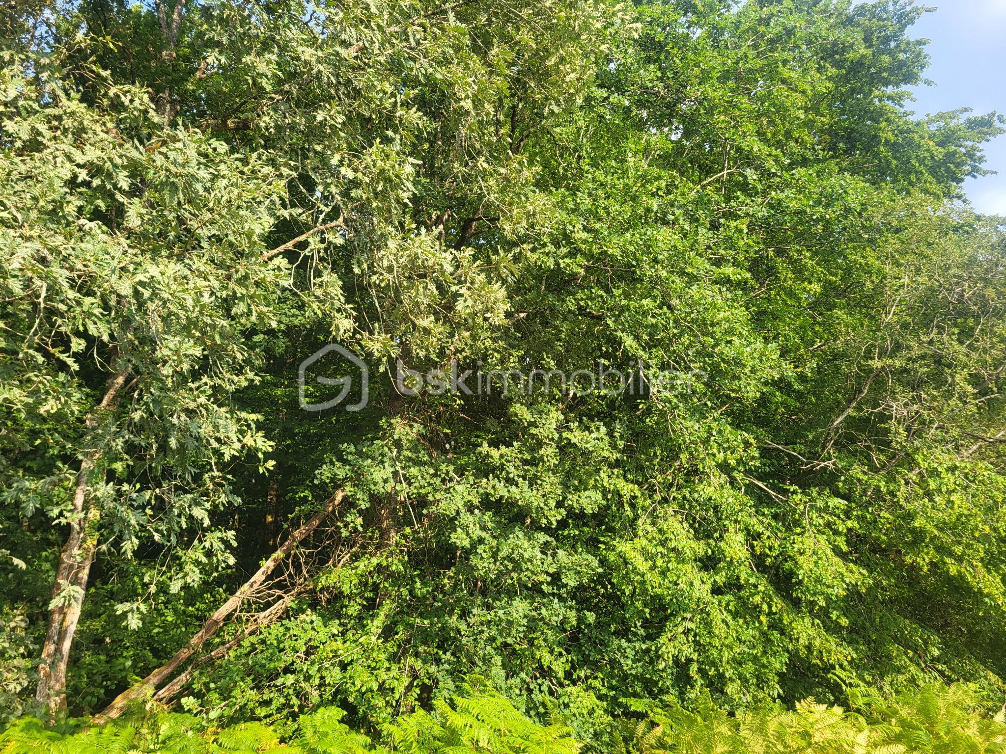 arbre 1.jpeg
