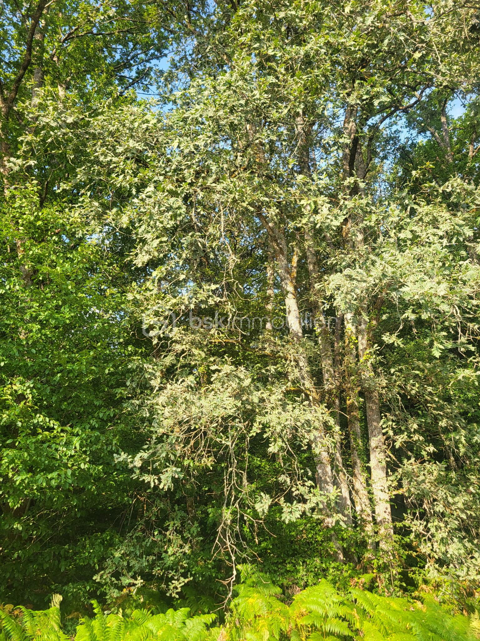 arbre 2.jpeg