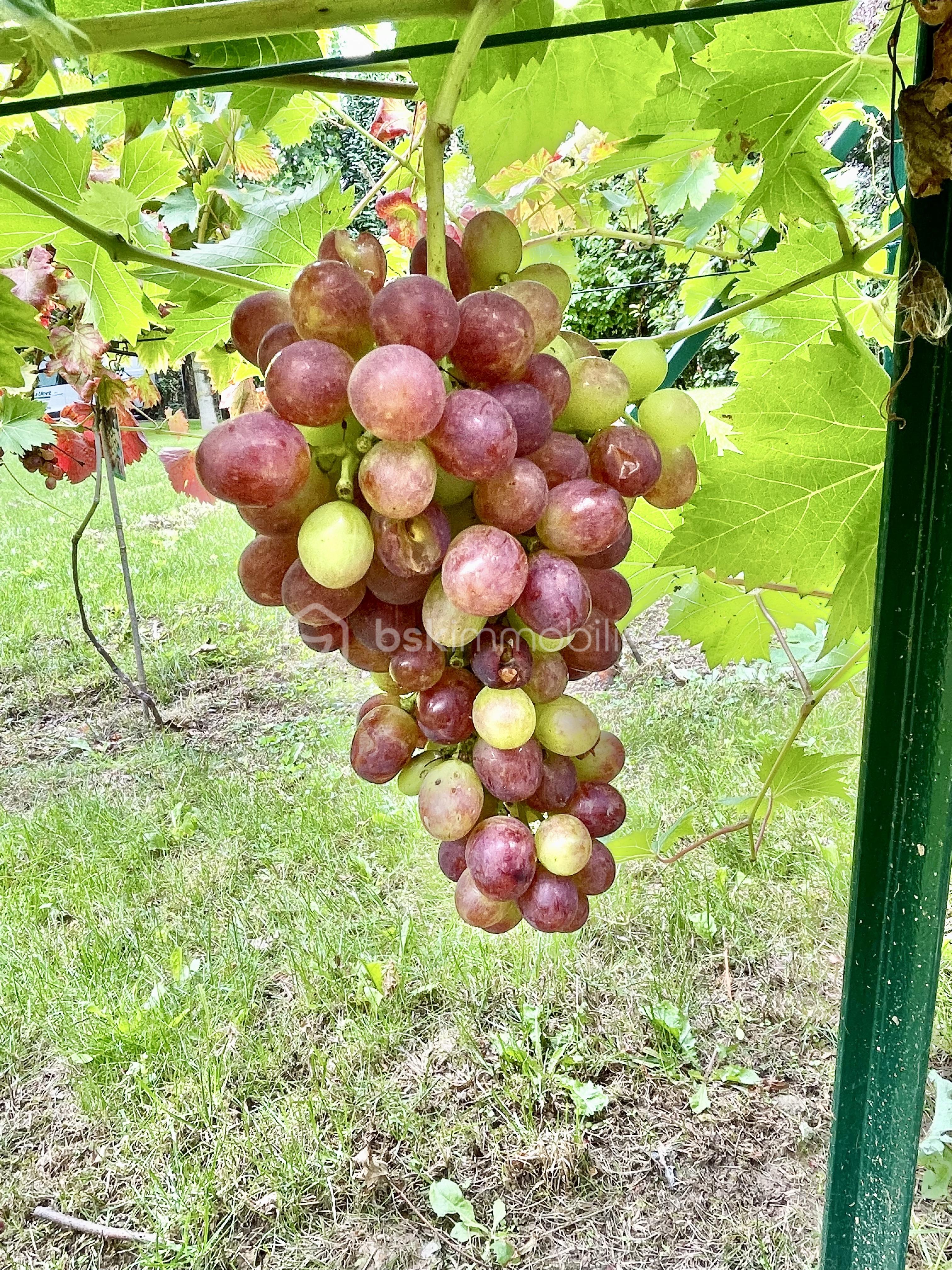 Maison de 365 m² - IMG_6915.jpeg