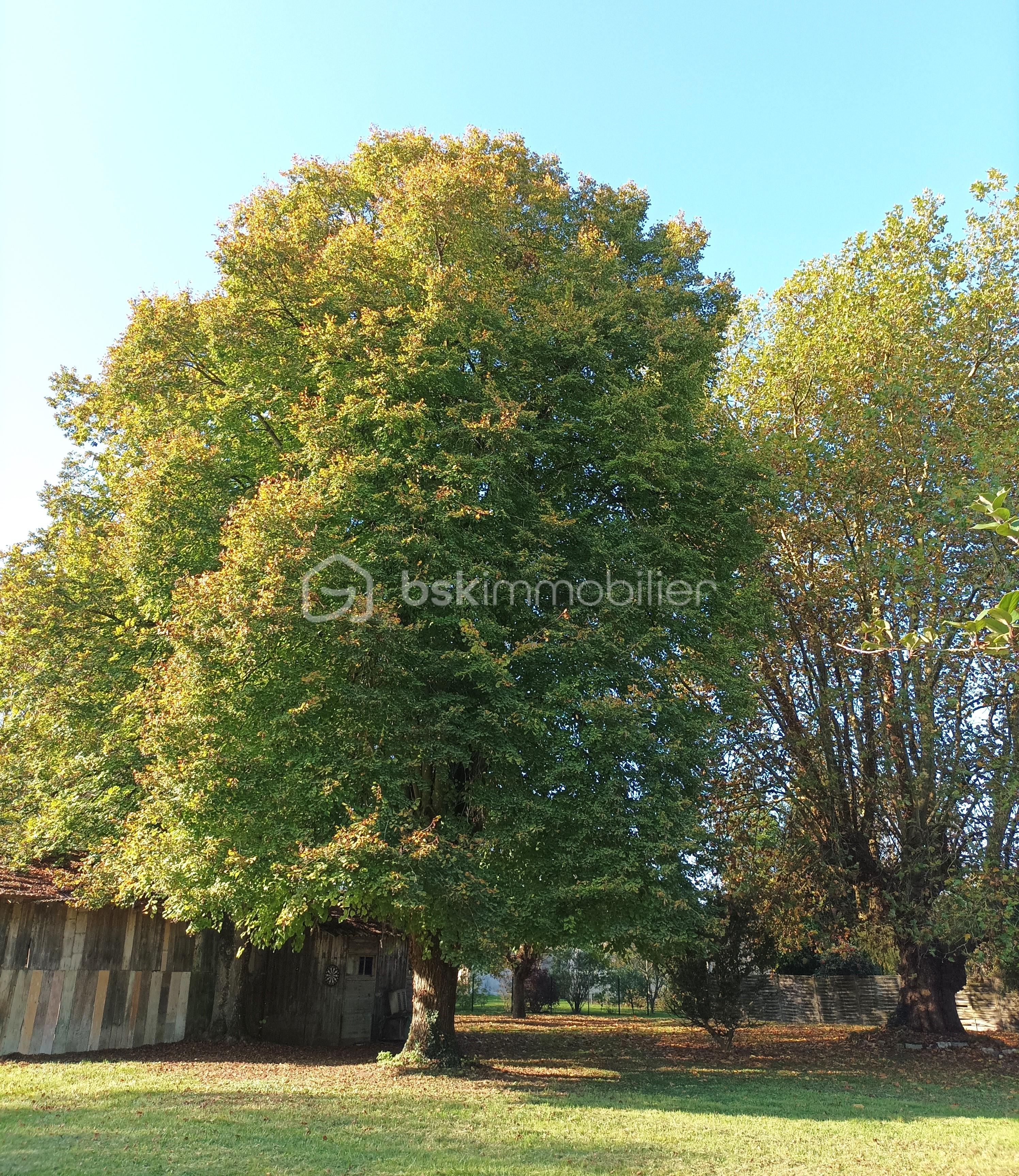 9-  abres centenaires.jpg