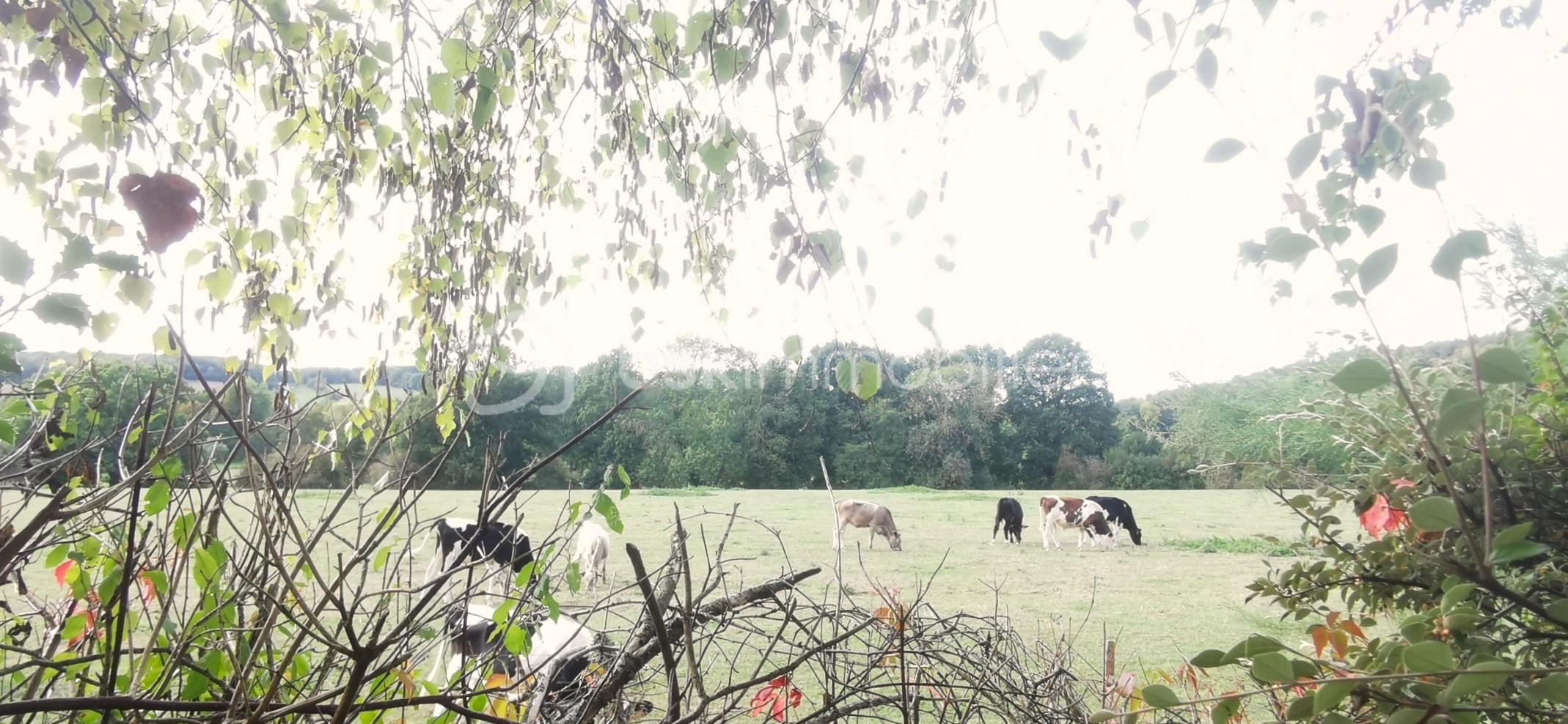 Vaches.jpg