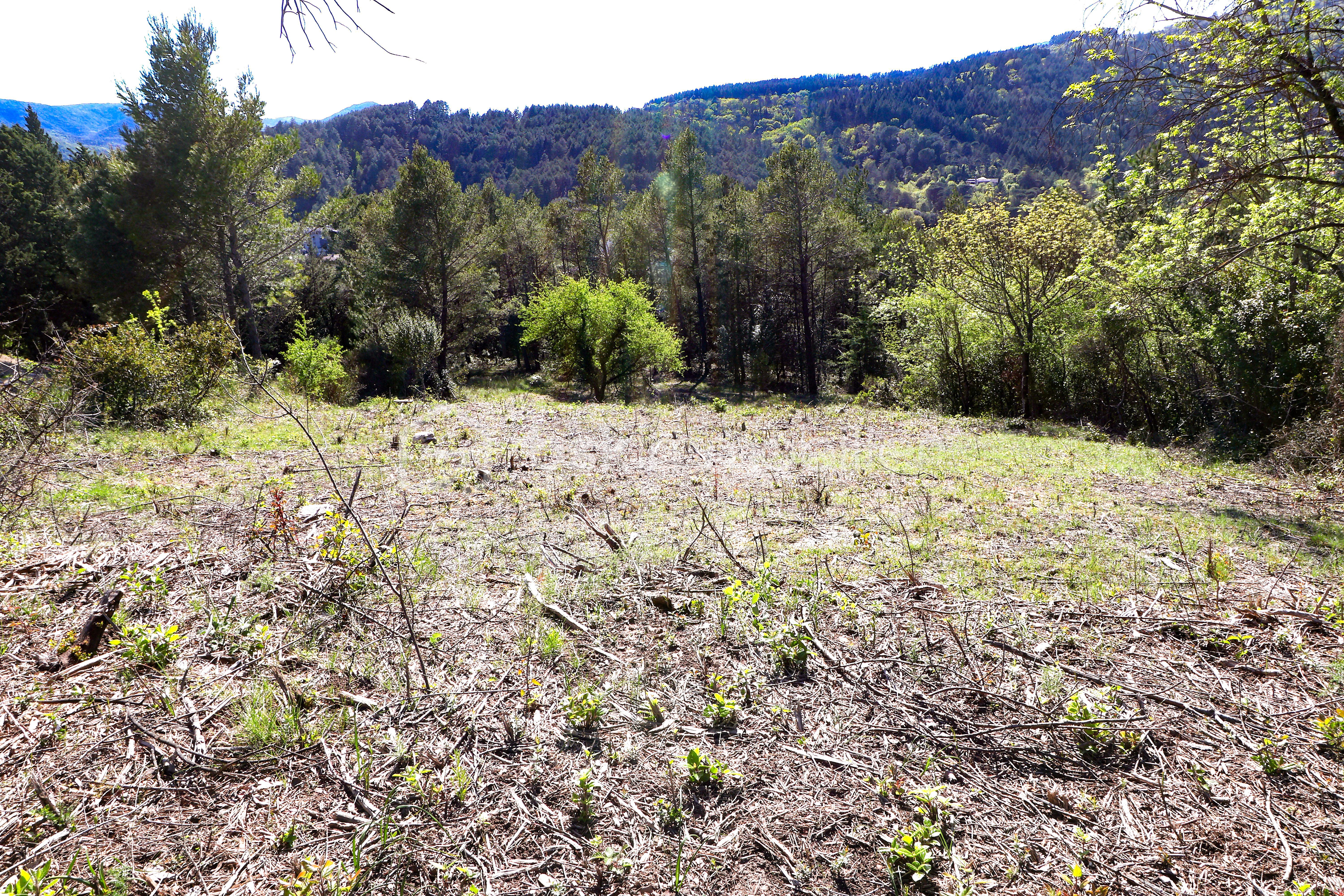 Terrain de 2 920 m² - IMG_2215.JPG