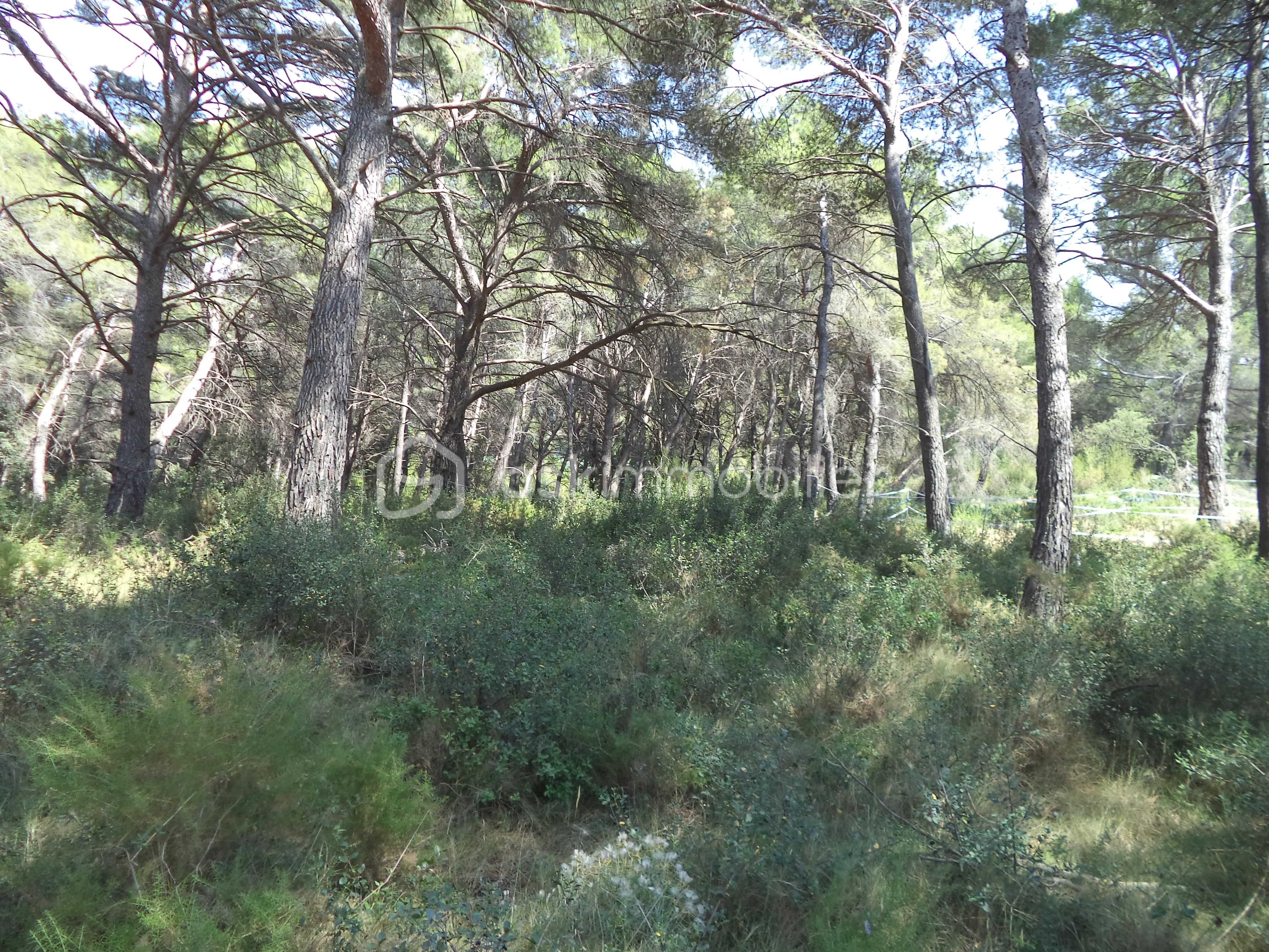 Terrain de loisirs de 4 644 m² - DSC09704.JPG