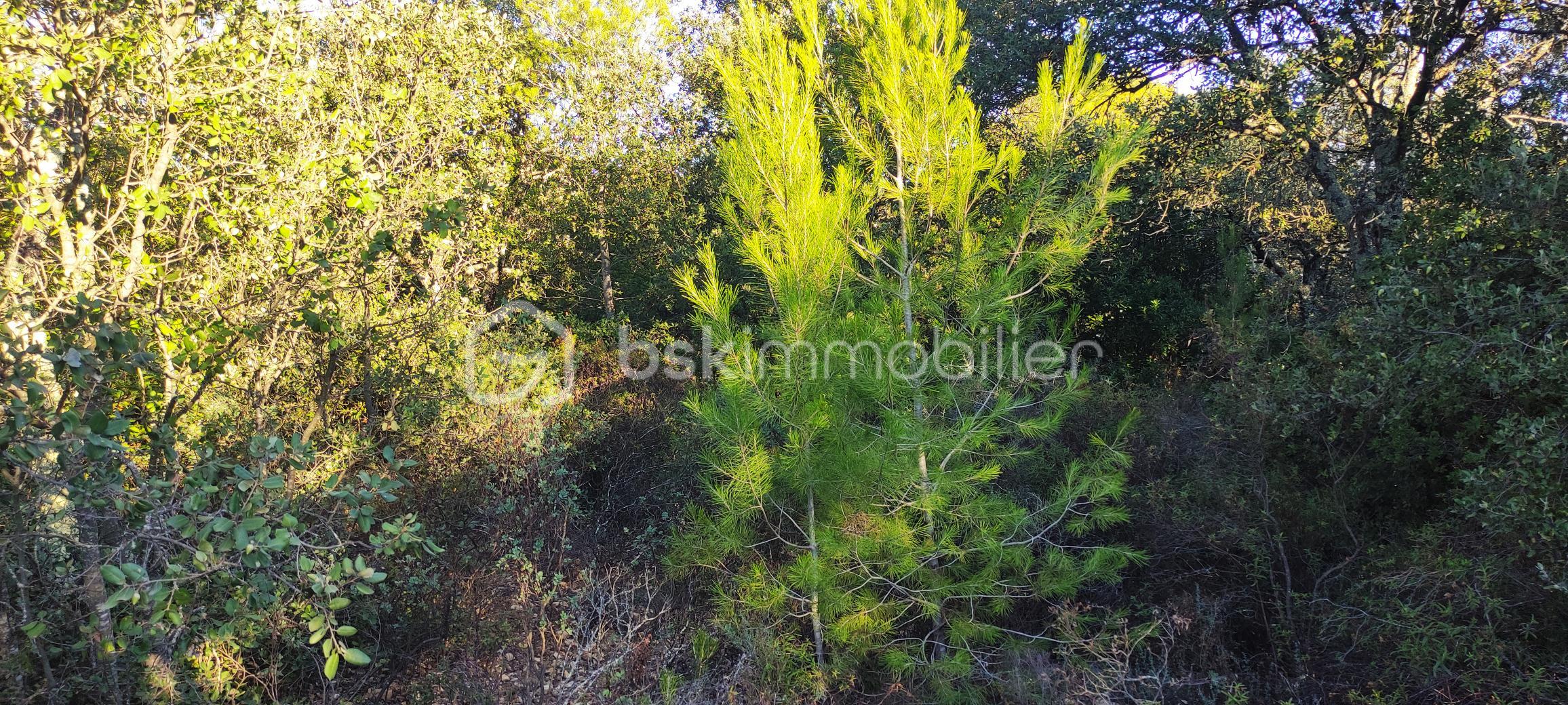 Terrain de 2 241 m² - garrigue.jpg
