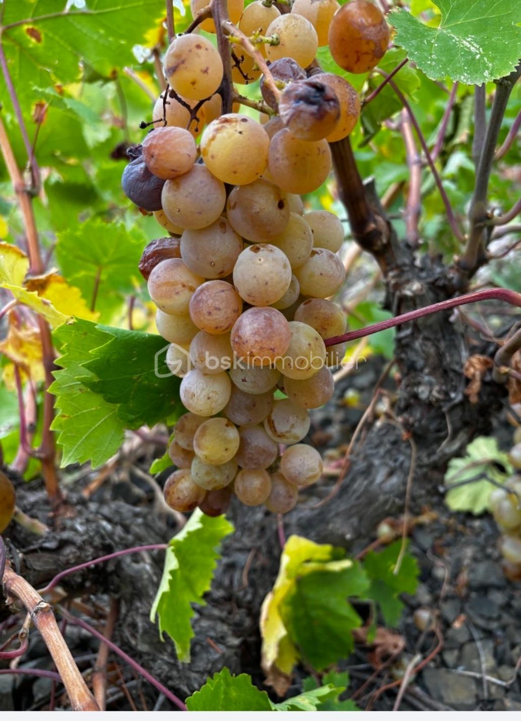 RAISINS MUSCAT VIGNE 3.jpg