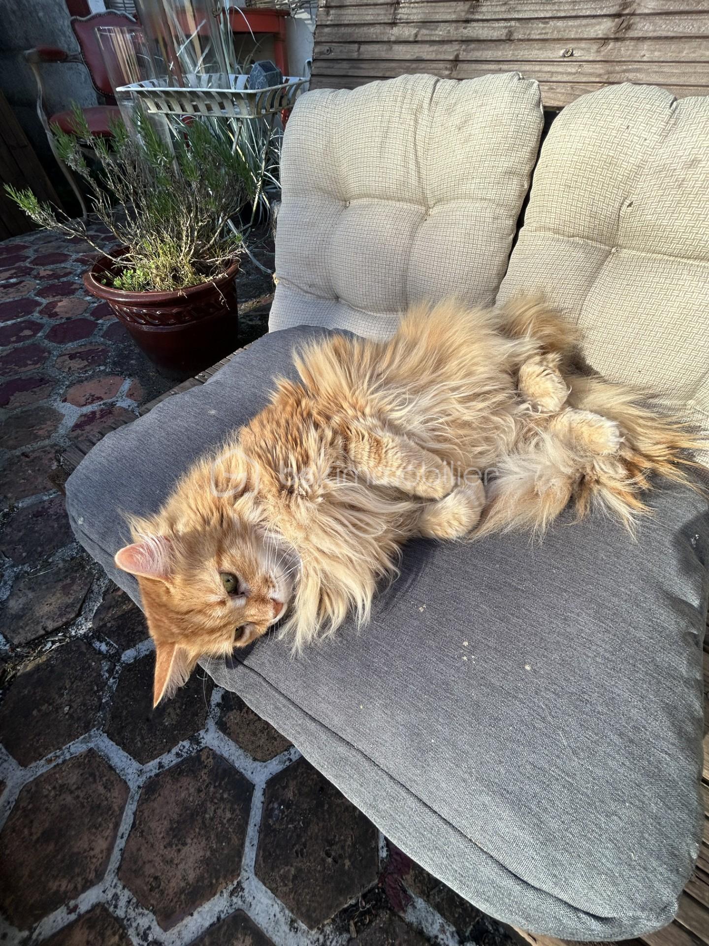 MASCOTTE CHAT.jfif