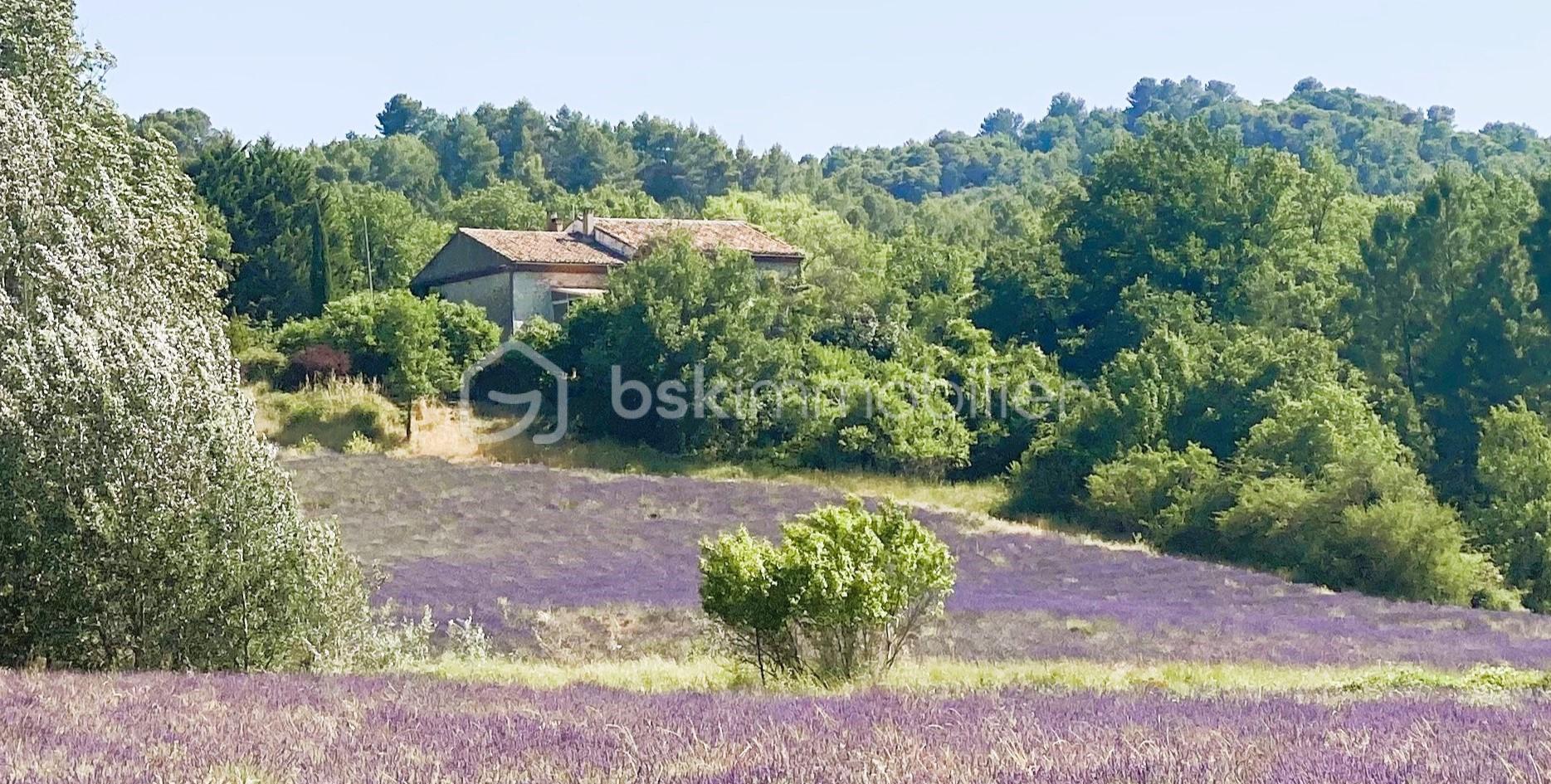 Mas de 427 m² - MAS VUE DEPUIS LE CHAMP DE LAVANDES v2.jpg
