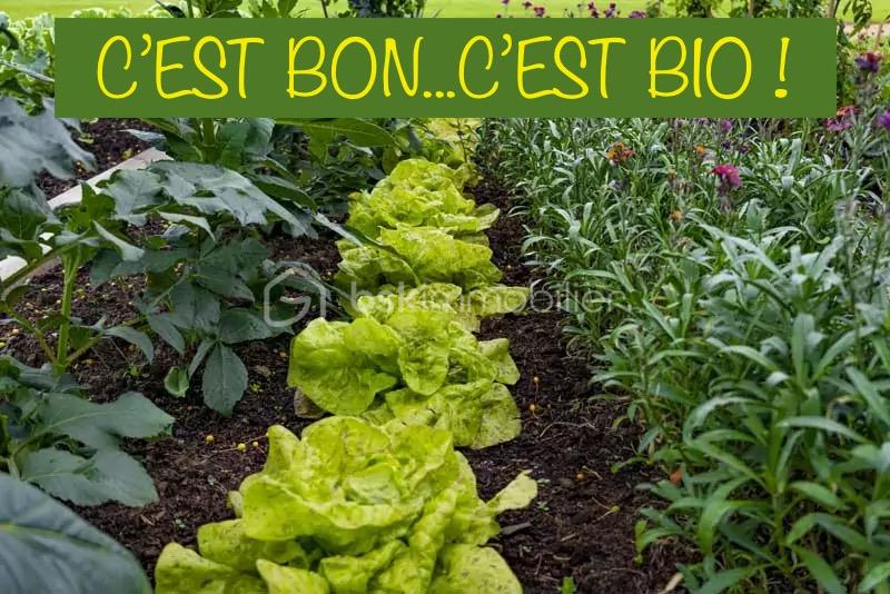 Terrain de 600 m² - begue jardin potager 2.jpg