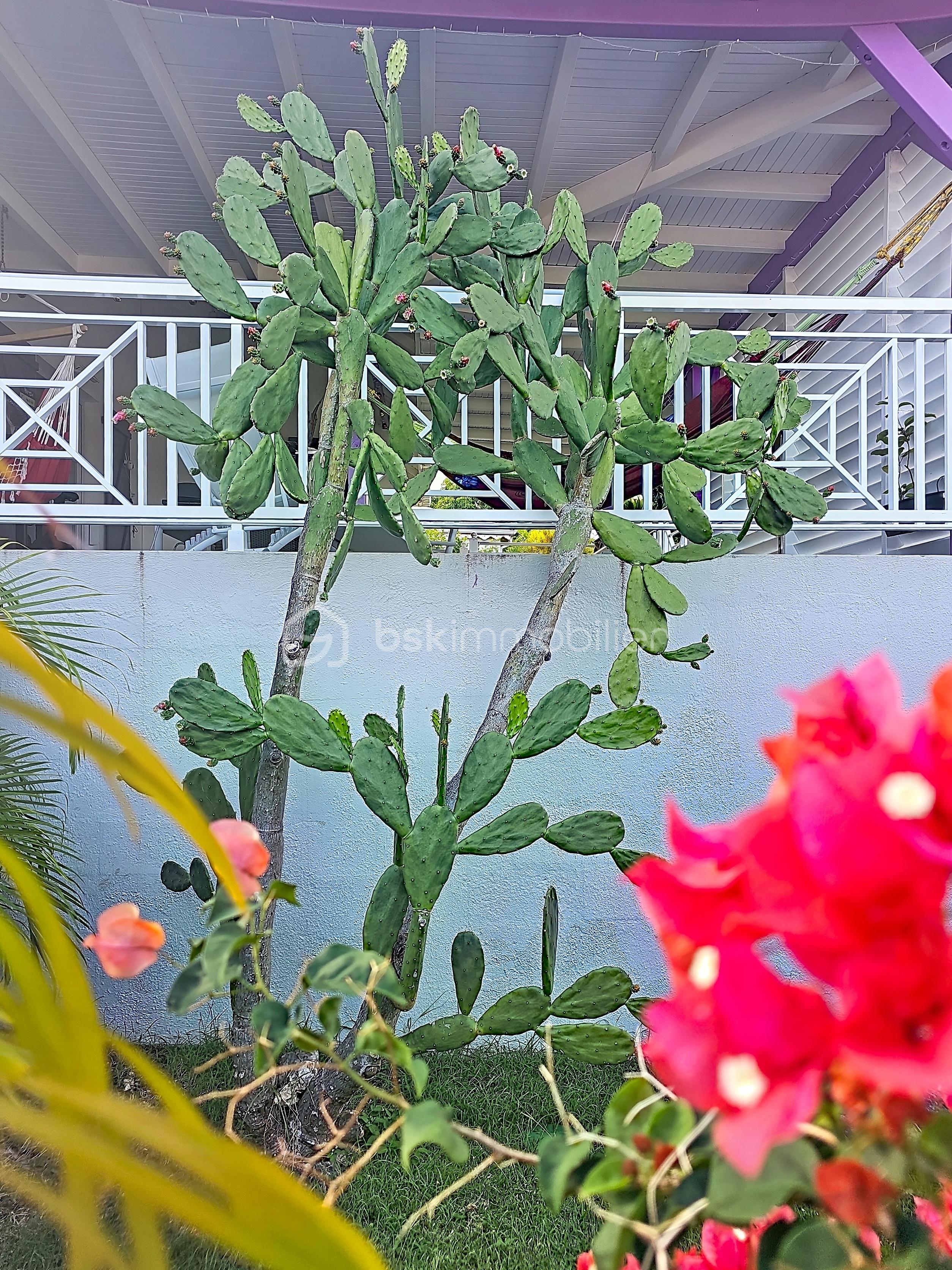 salgueiro_00043.jpg