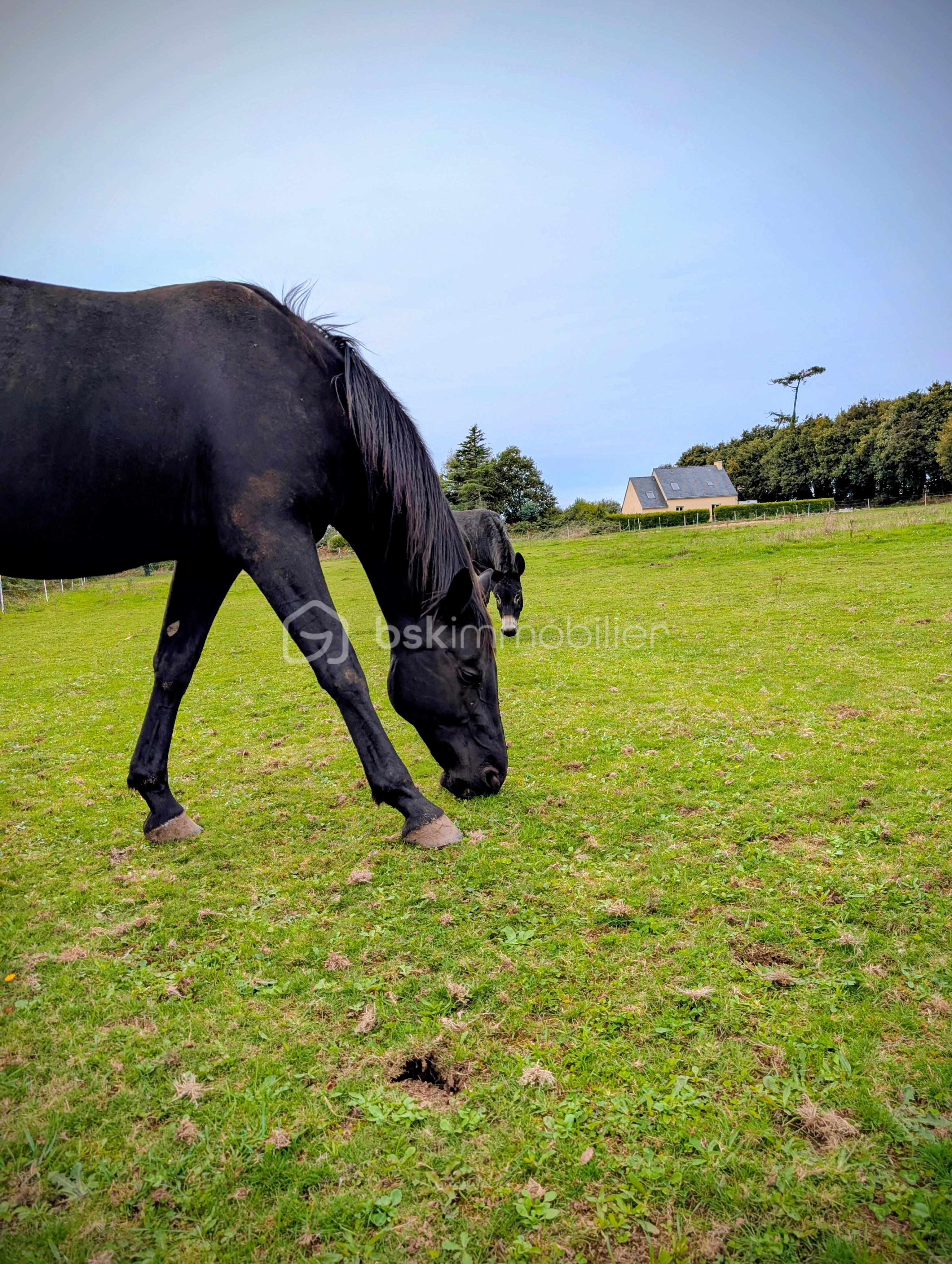 Propriete equestre de 80 m² - PXL_20250916_143233659.MP~2.jpg