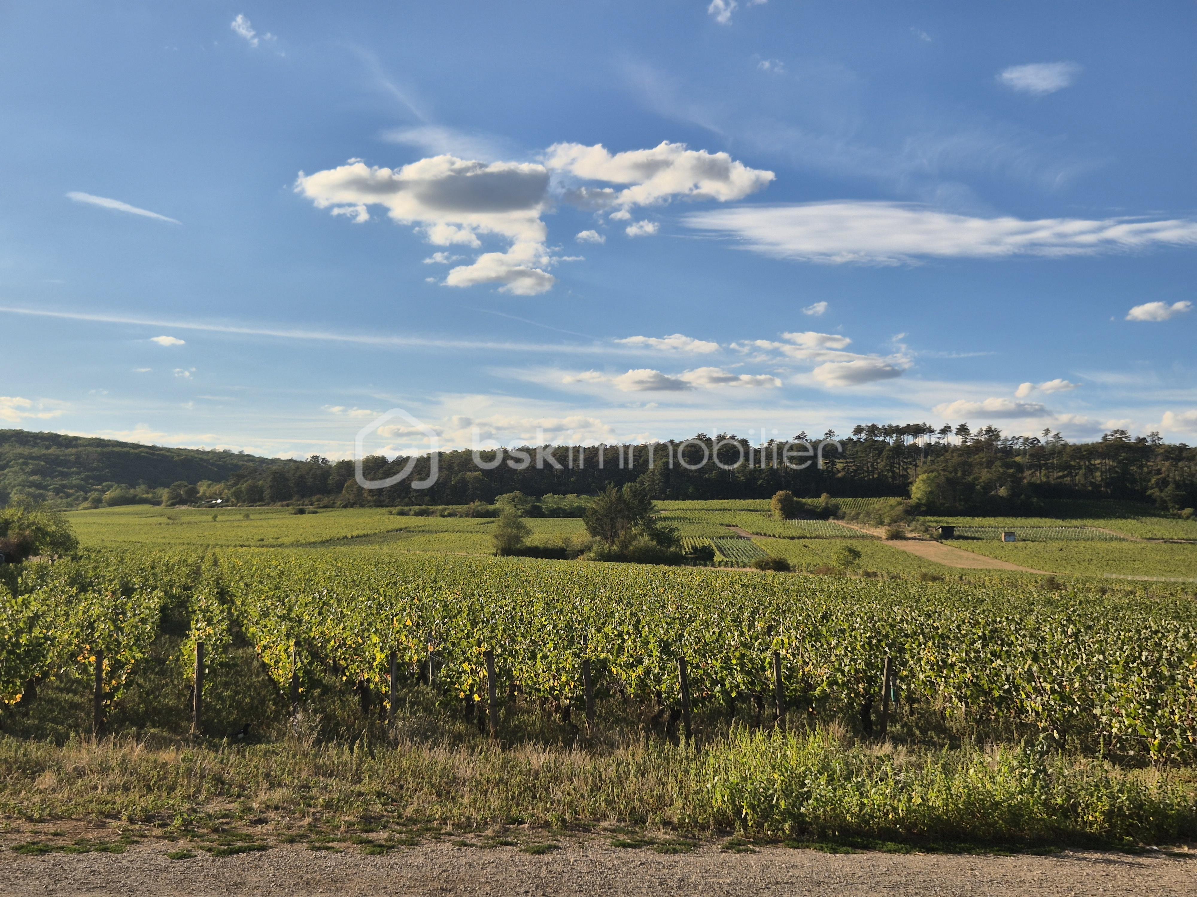 Vignes 1.jpg