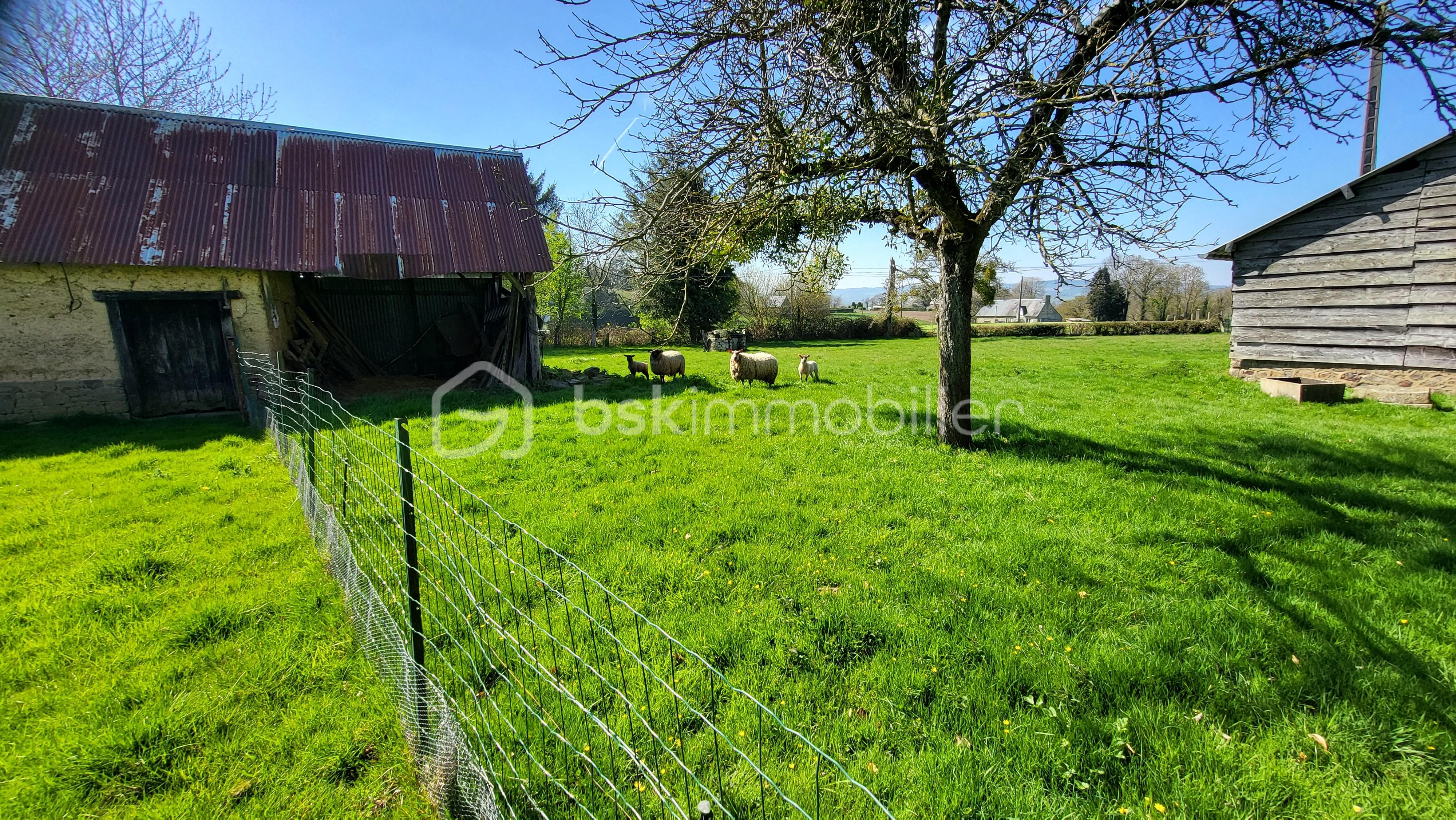 LECOT terrain mouton.jpg