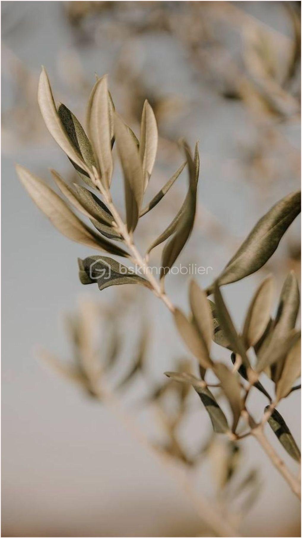 Terrain de 310 m² - IMG_1420.JPG