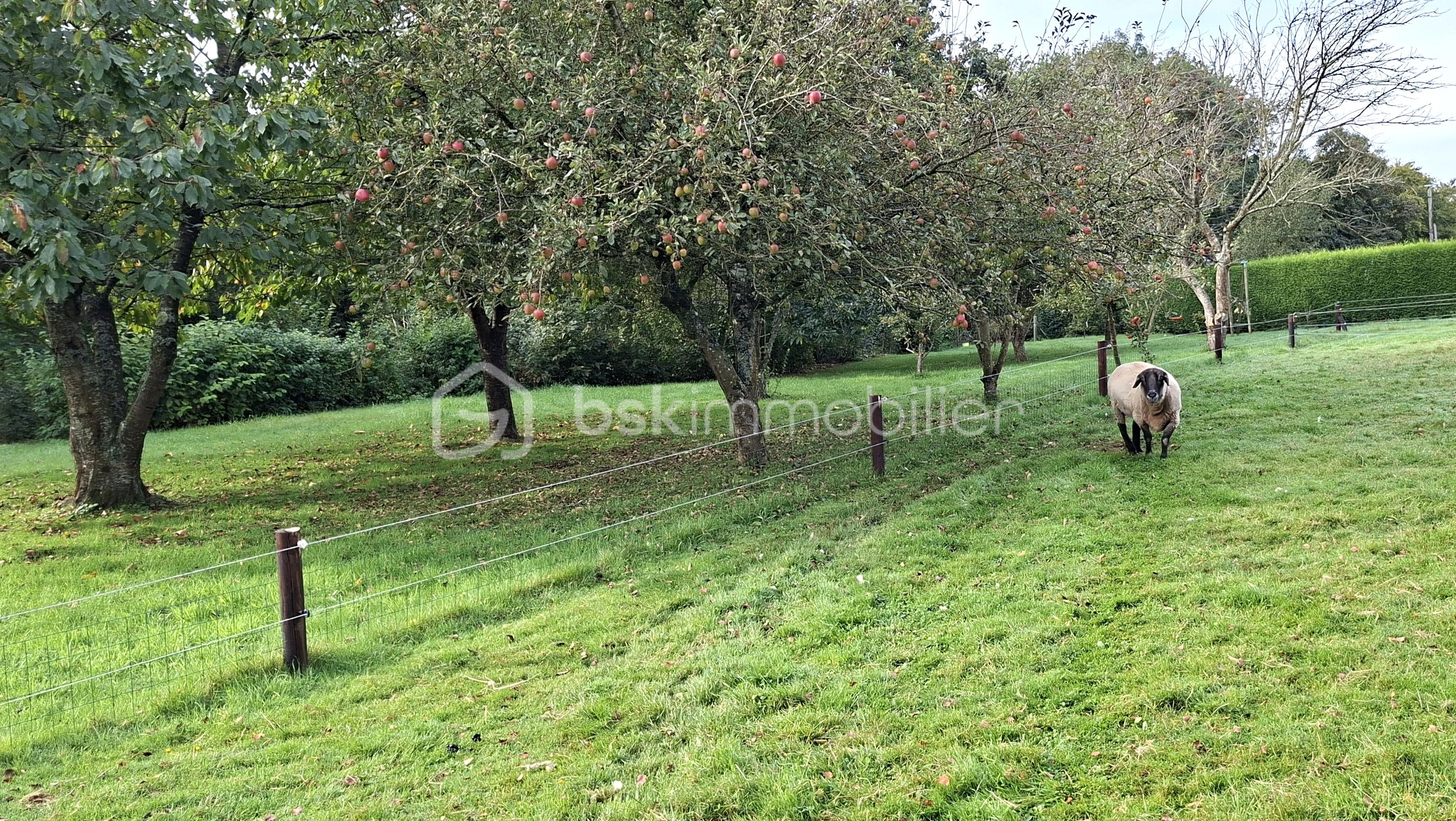 Maison longere de 200 m² - BOUR verger avec mouton 1.jpg