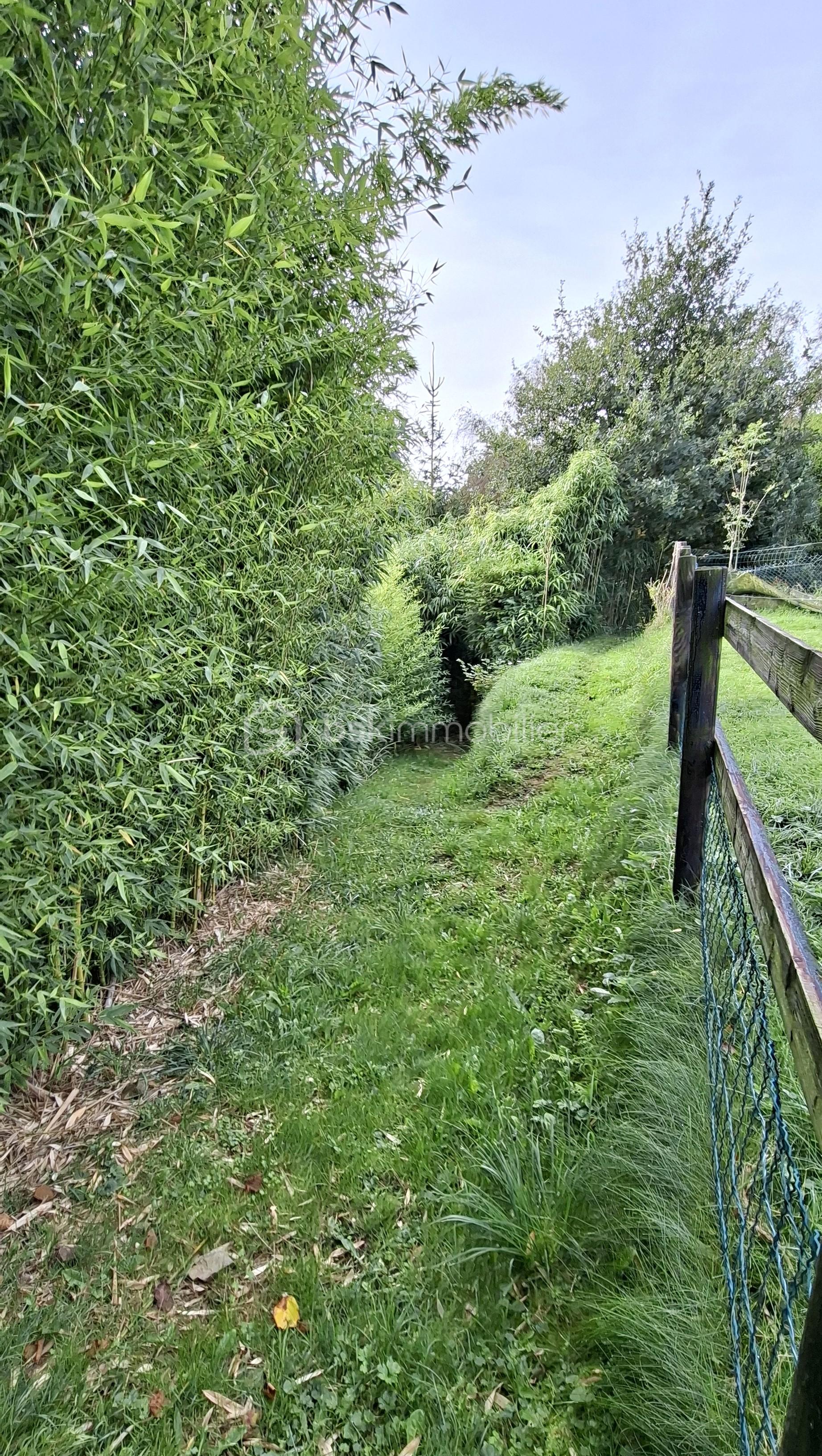 Maison longere de 200 m² - BOUR sentier bordé bambou.jpg