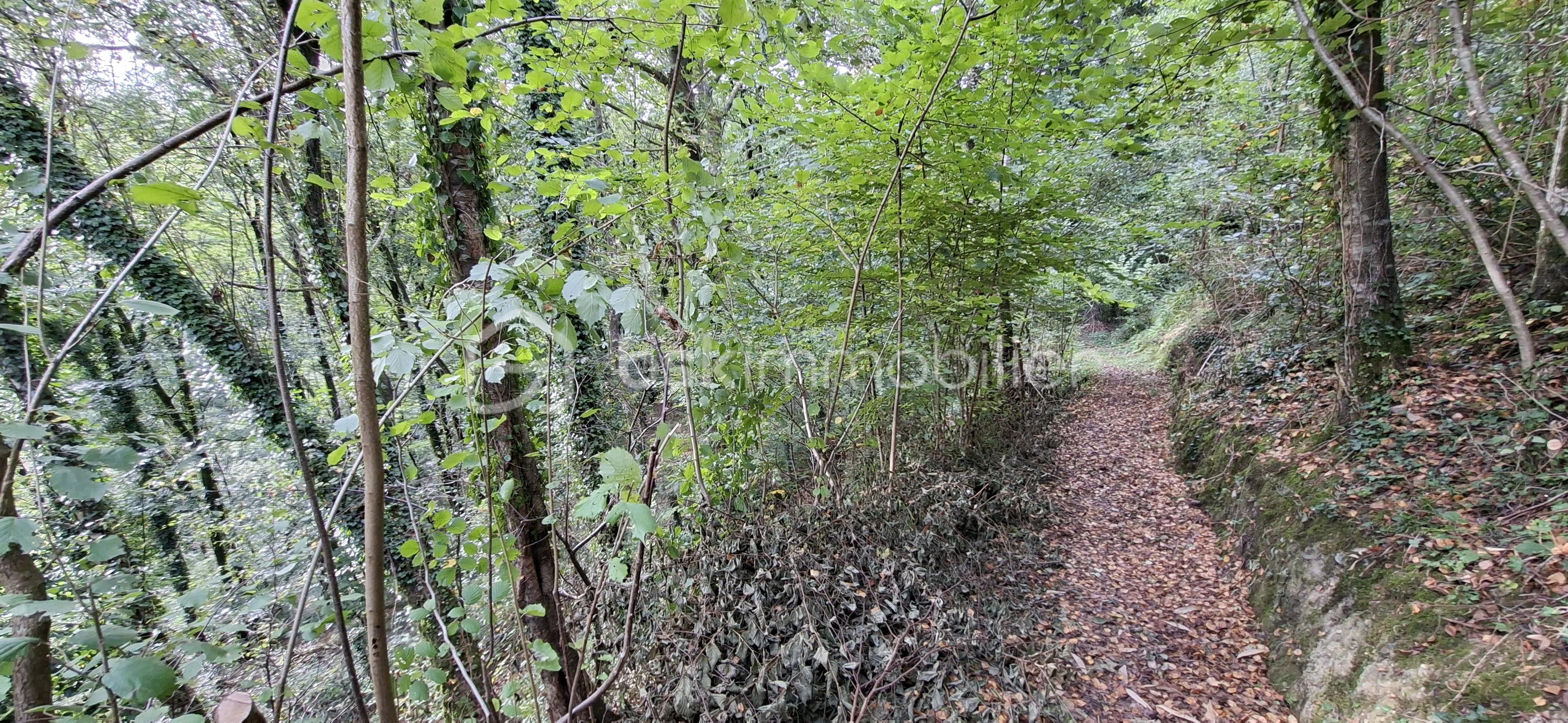 Maison longere de 200 m² - BOUR bois sentier descendant.jpg